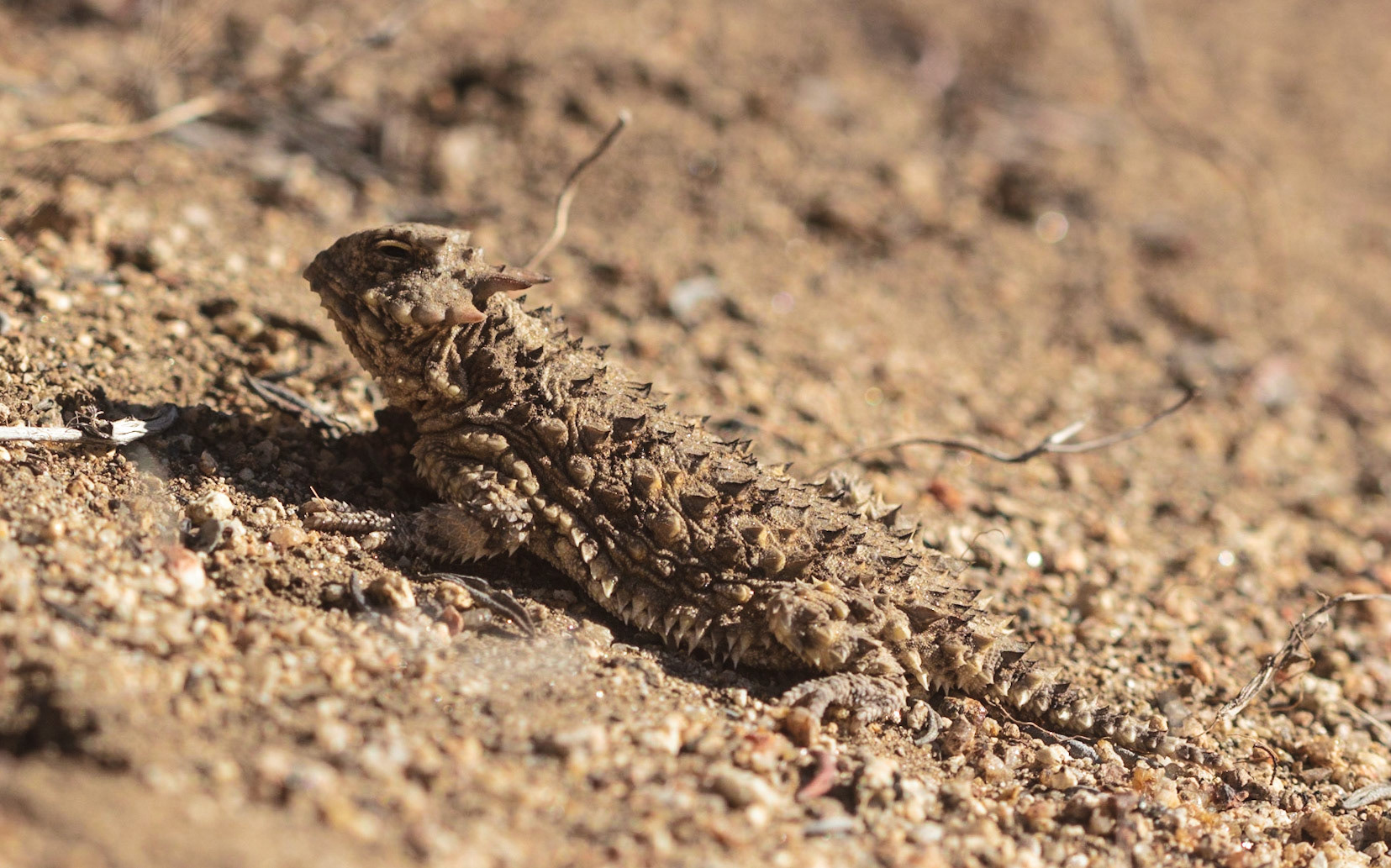 Coast Horned Lizard (Phrynosoma blainvillii)