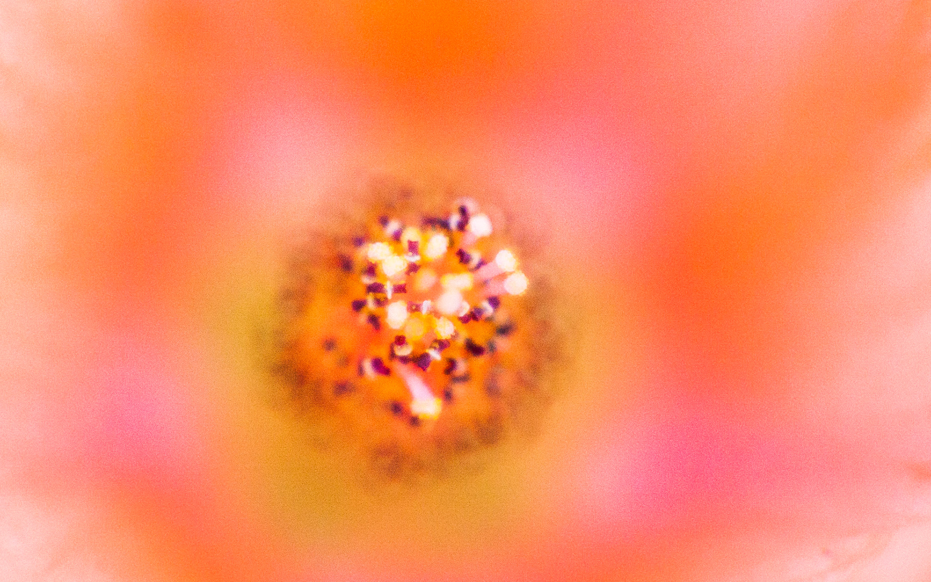 Apricot Mallow (Sphaeralcea ambigua)