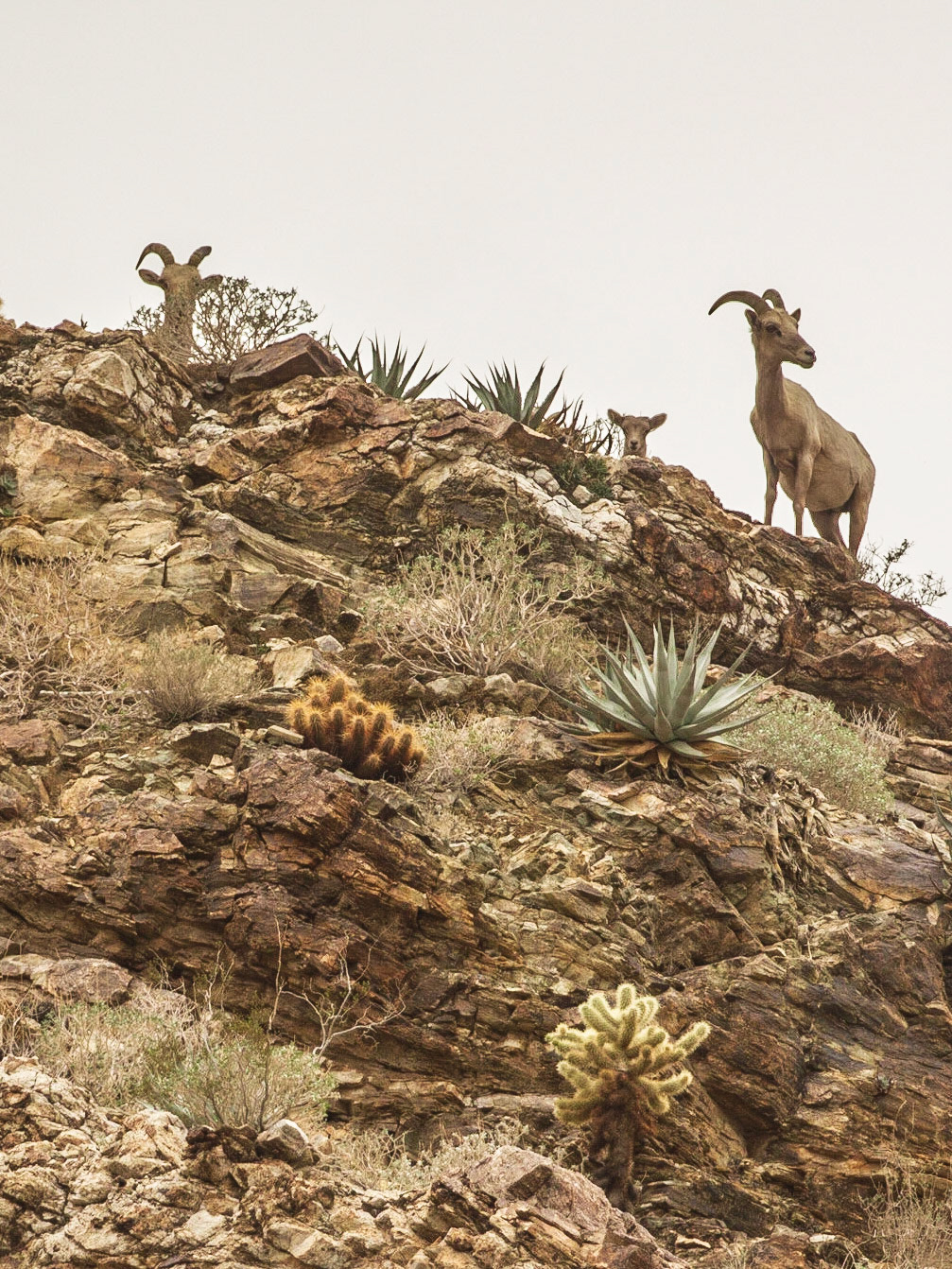 Bighorn Sheep (Ovis canadensis)
