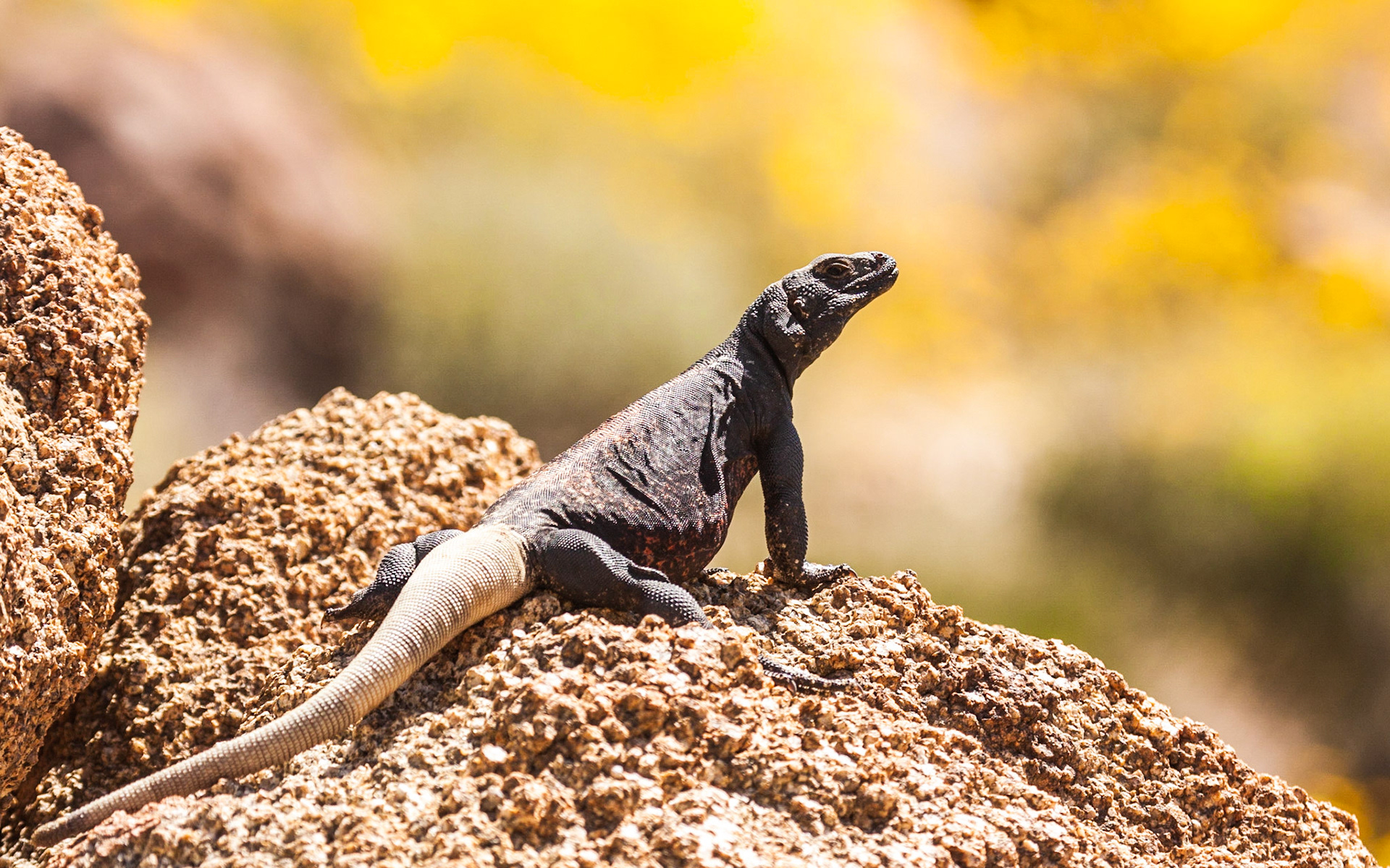 Common Chuckwalla (Sauromalus ater)