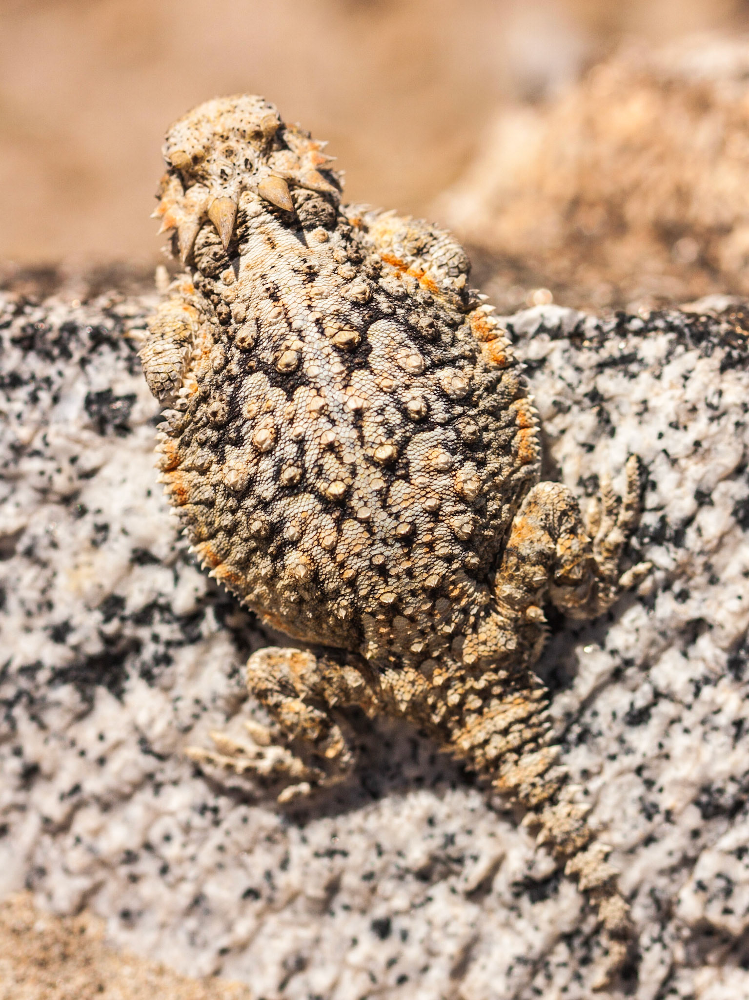Desert Horned Lizard (Phrynosoma platyrhinos)