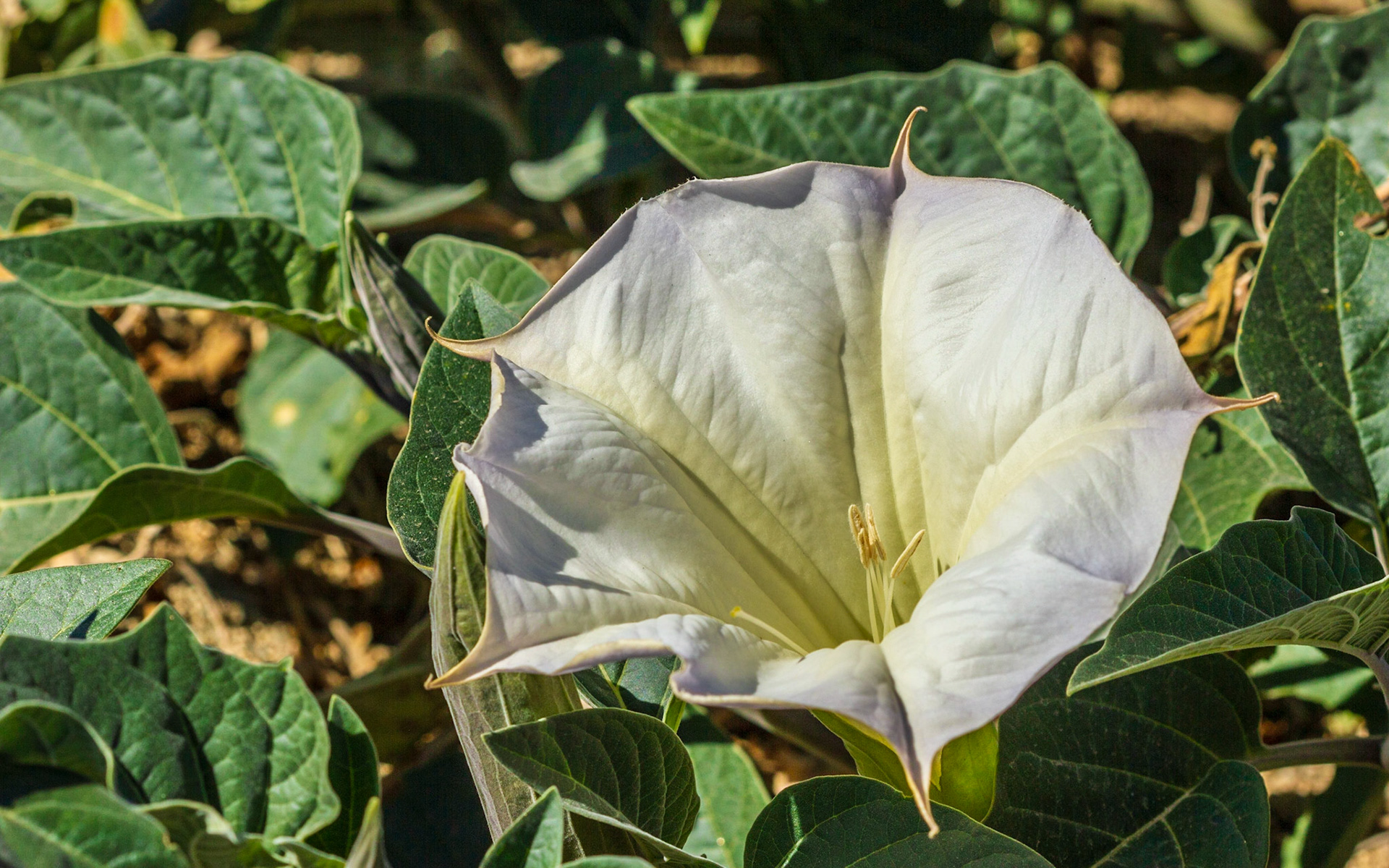 Jimsonweed (Datura wrightii)