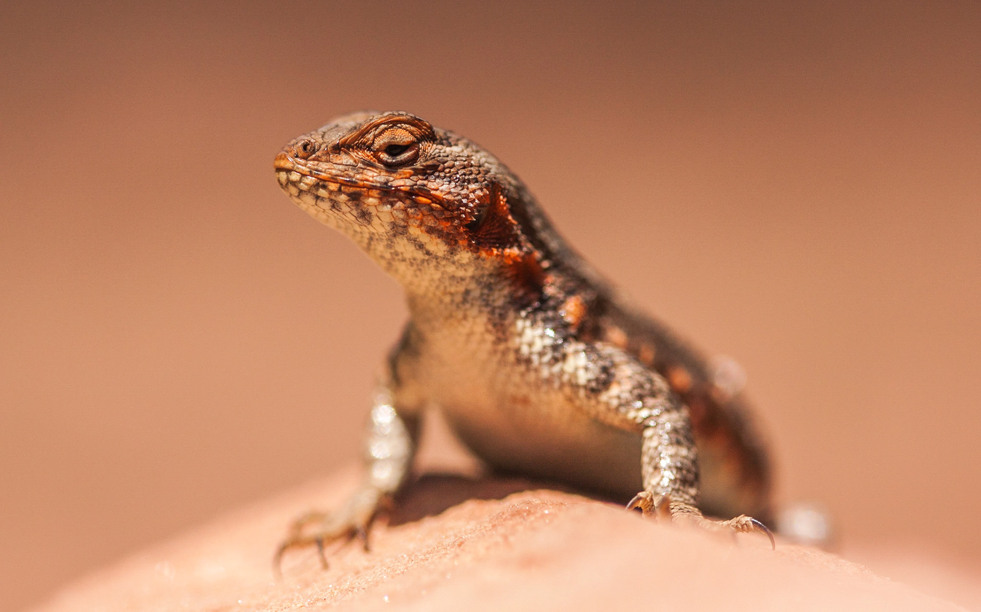 Common Sagebrush Lizard (Sceloporus graciosus)
