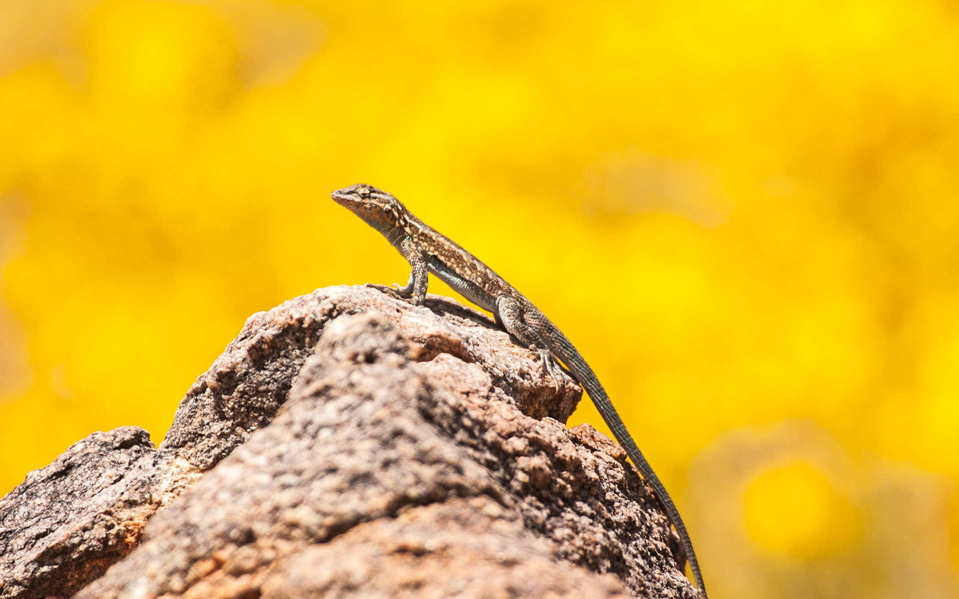Common Side-blotched Lizard (Uta stansburiana), Brittlebush (Encelia farinosa)