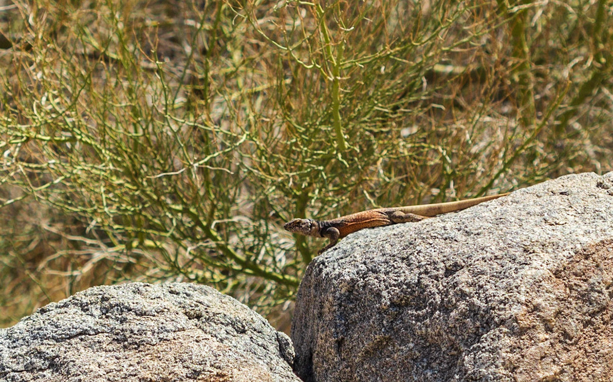 Sauromalus sp.