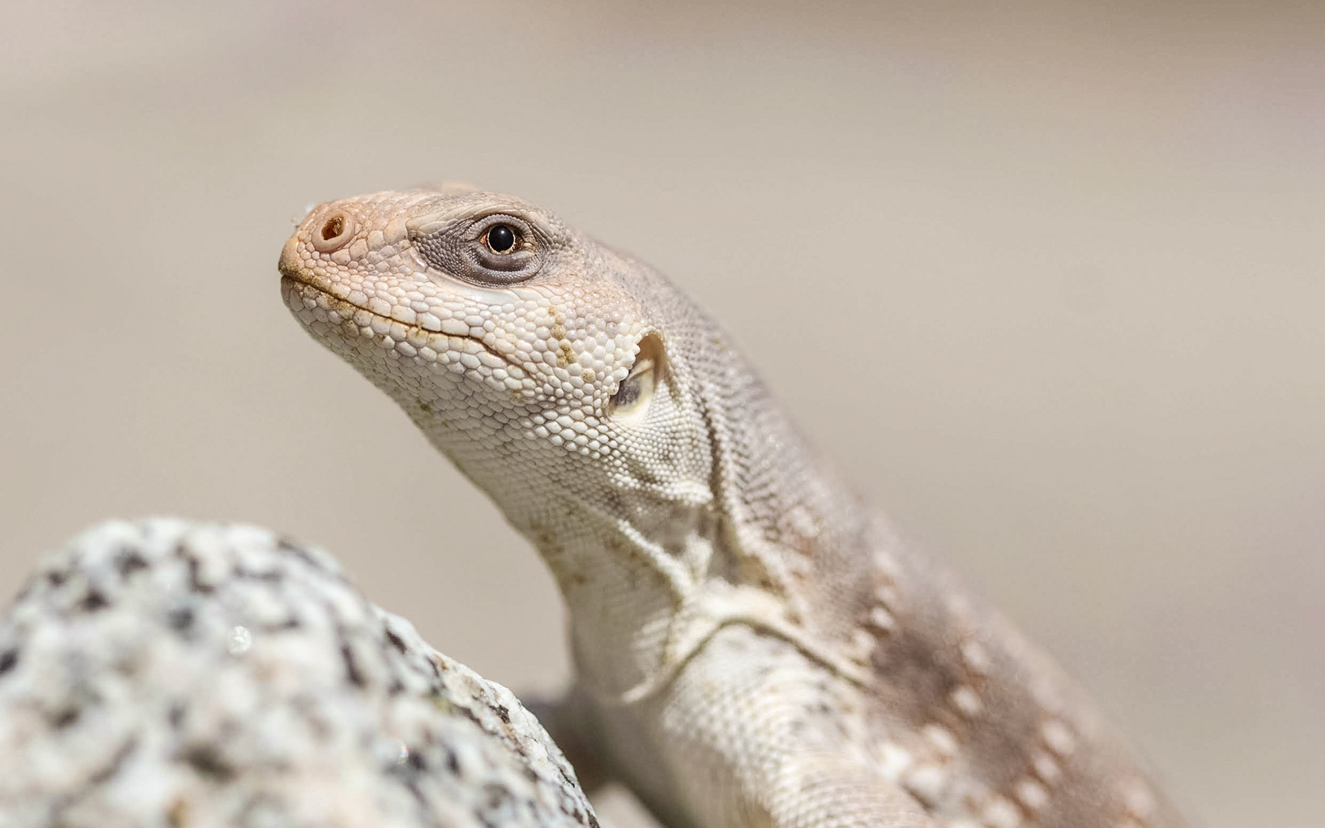 Desert Iguana (Dipsosaurus dorsalis)
