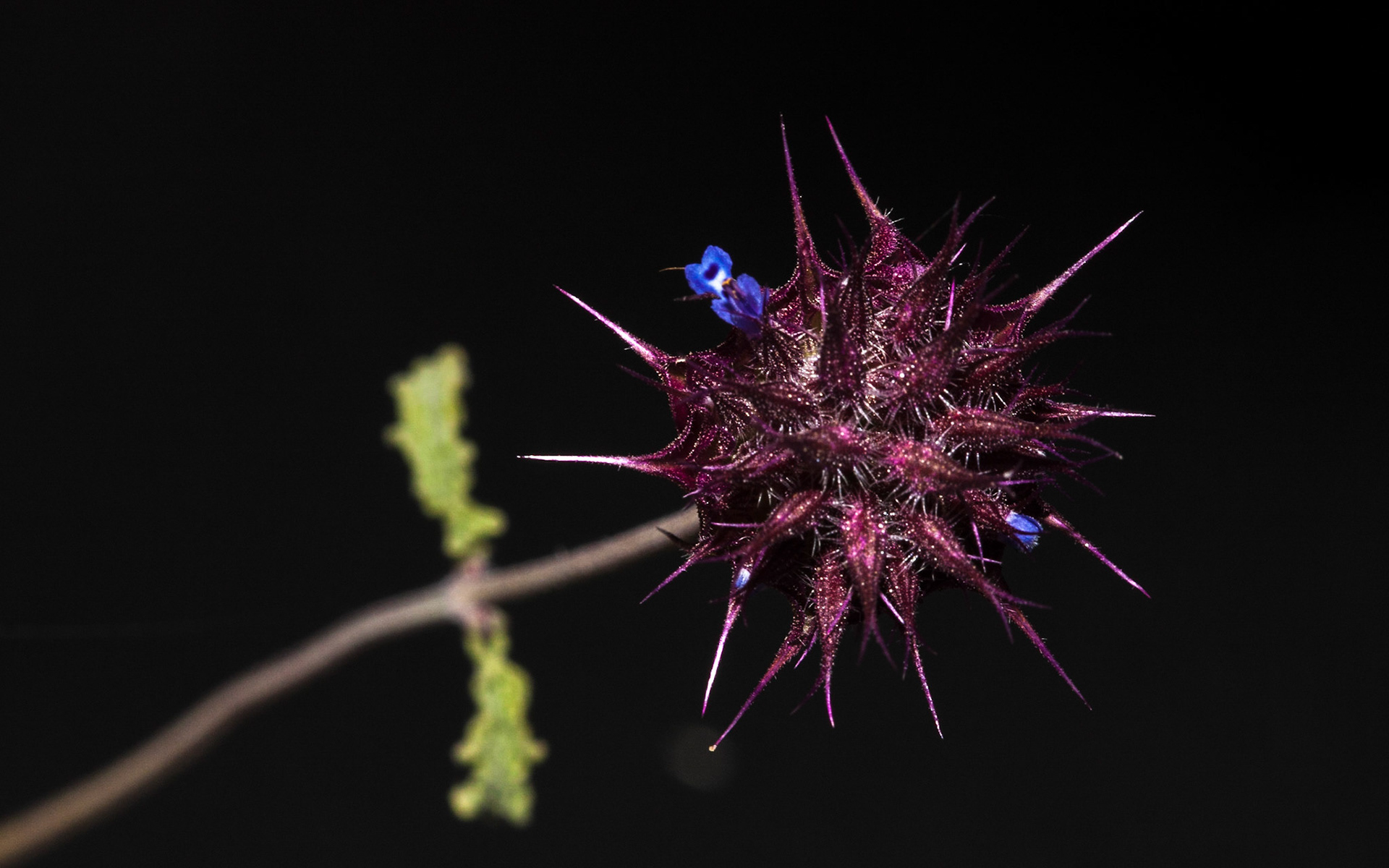 Chia (Salvia columbariae)