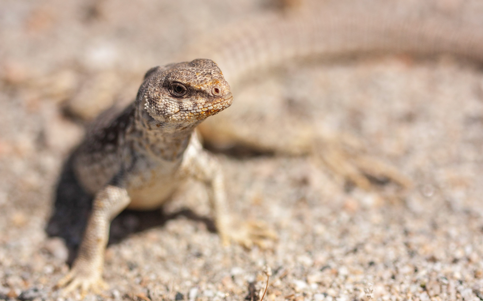 Desert Iguana (Dipsosaurus dorsalis)