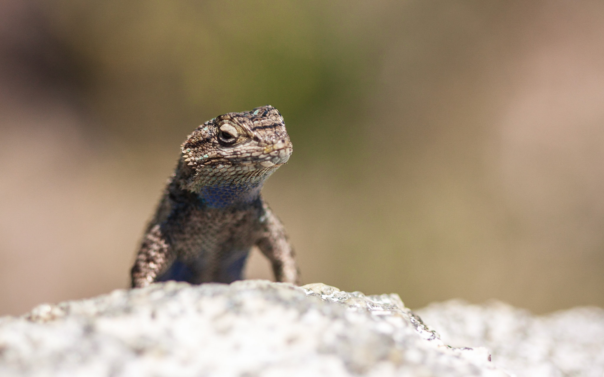Western Fence Lizard (Sceloporus occidentalis)