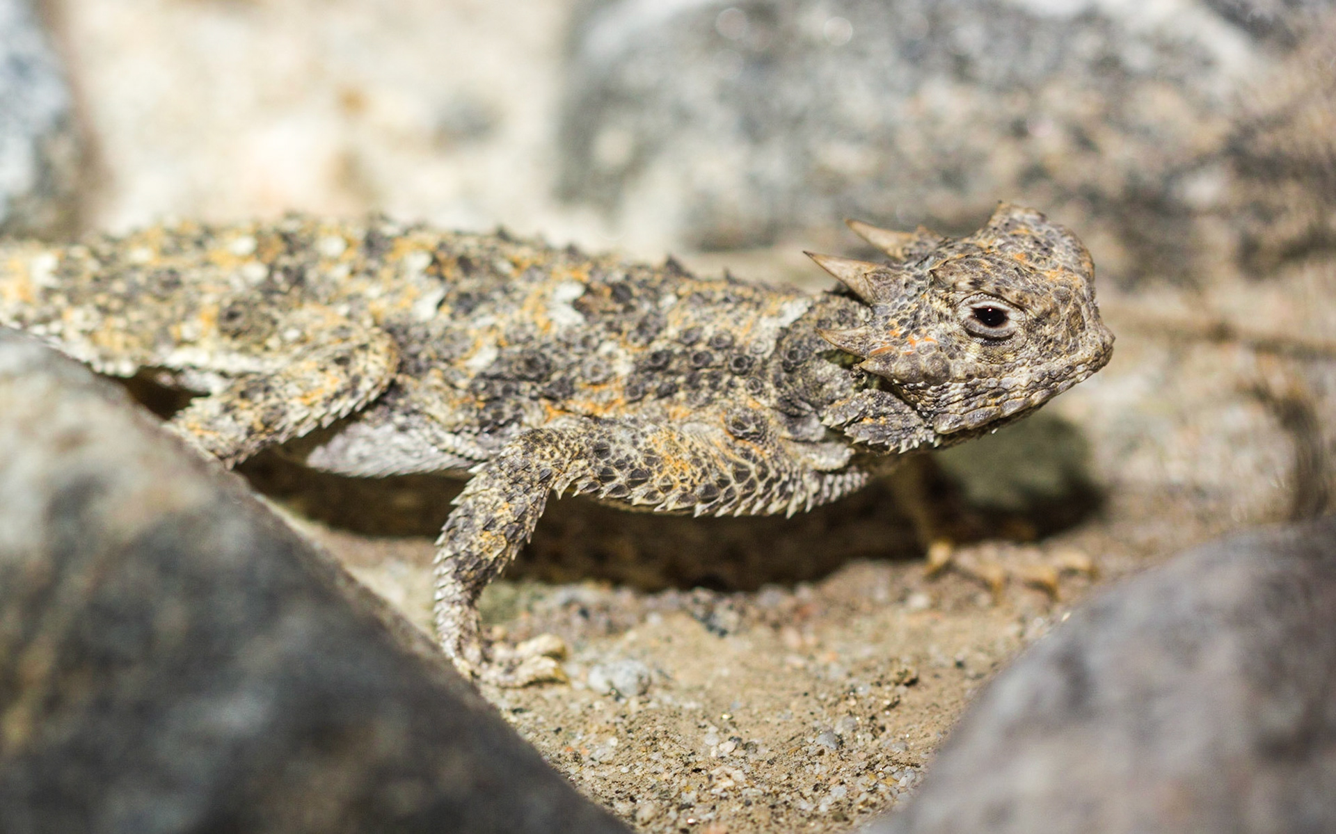Desert Horned Lizard (Phrynosoma platyrhinos)