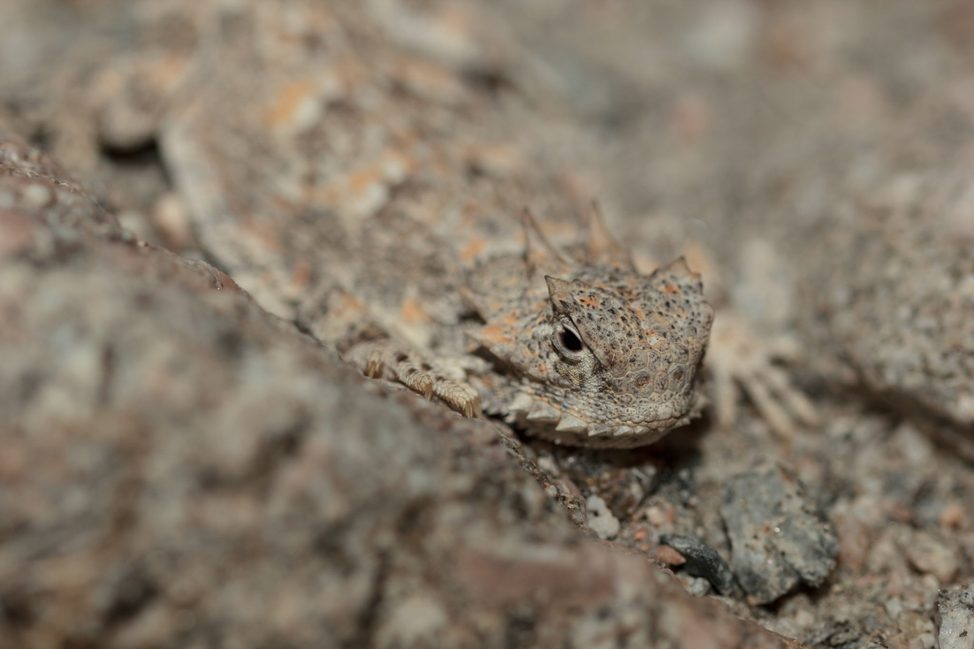 Desert Horned Lizard (Phrynosoma platyrhinos)