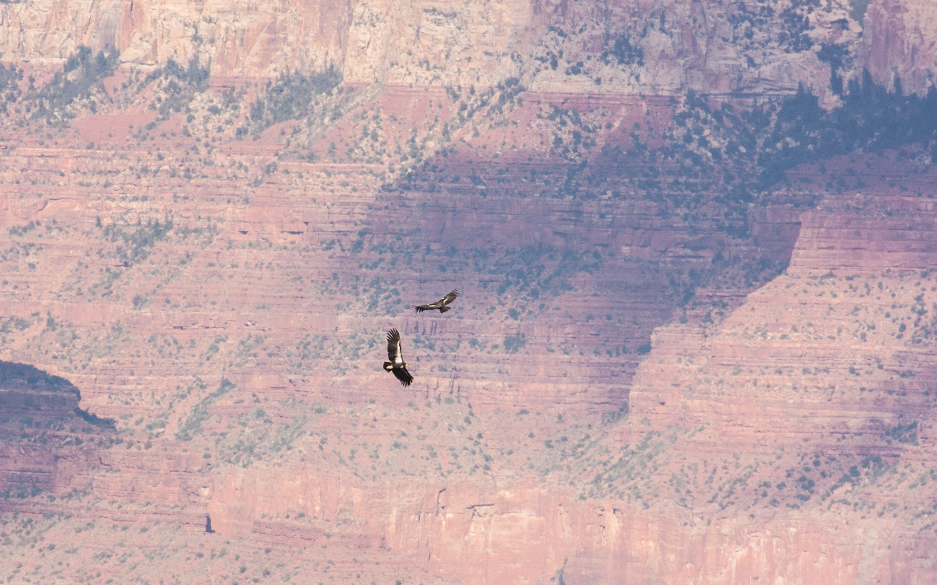 California Condors (Gymnogyps californianus) in flight over Grand Canyon National Park from Lookout Studio