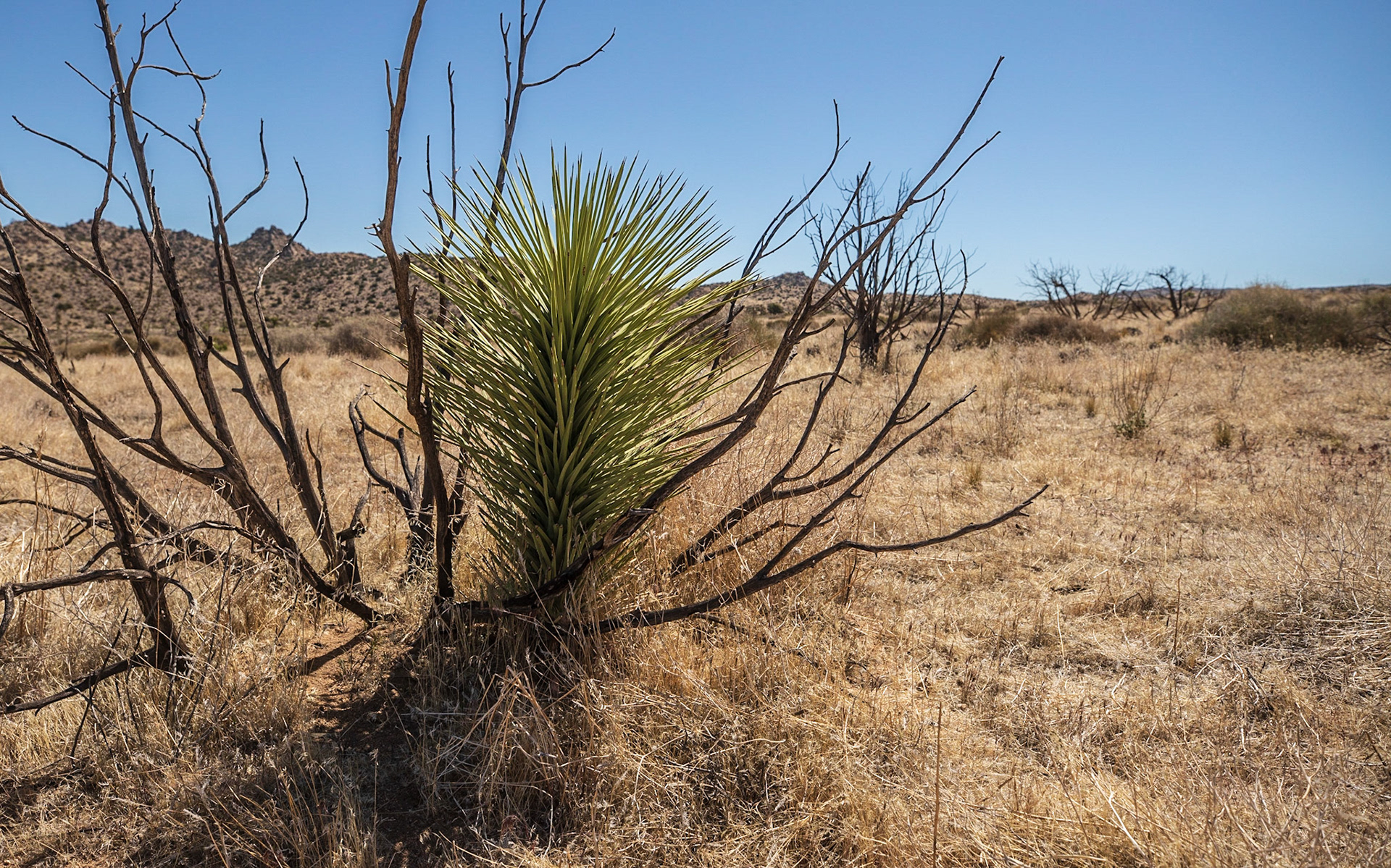 Sprouting Joshua Tree, 30 years after fire
