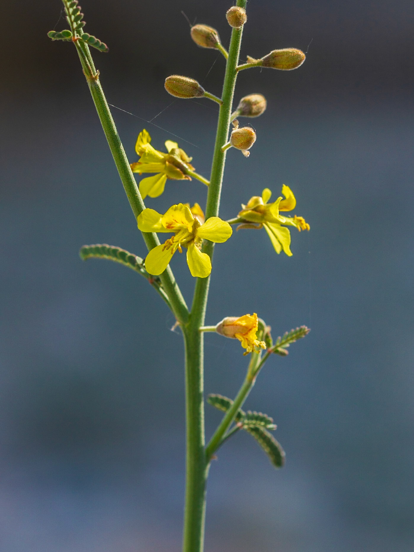 Wand Holdback (Hoffmannseggia microphylla)