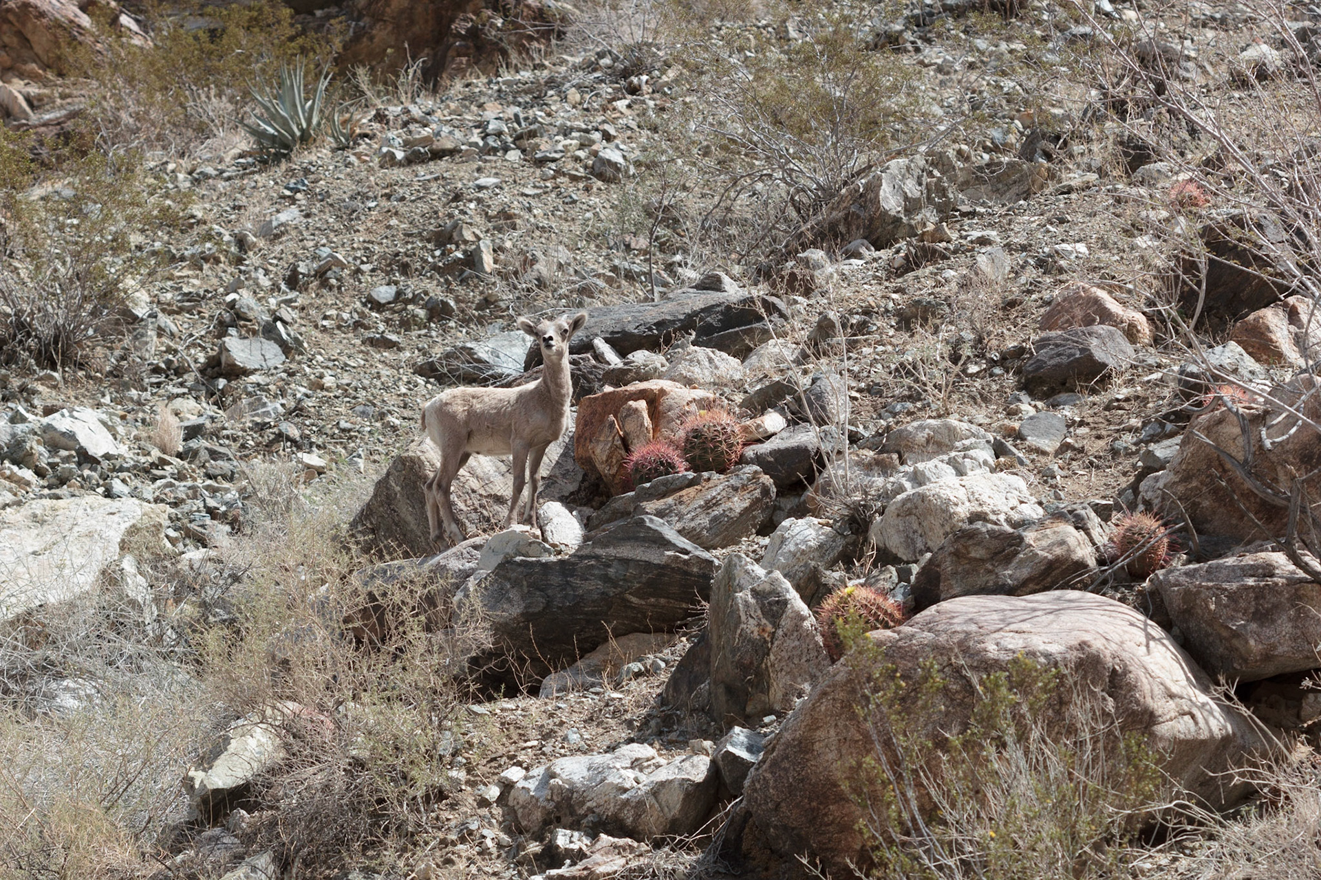 Bighorn Sheep (Ovis canadensis)