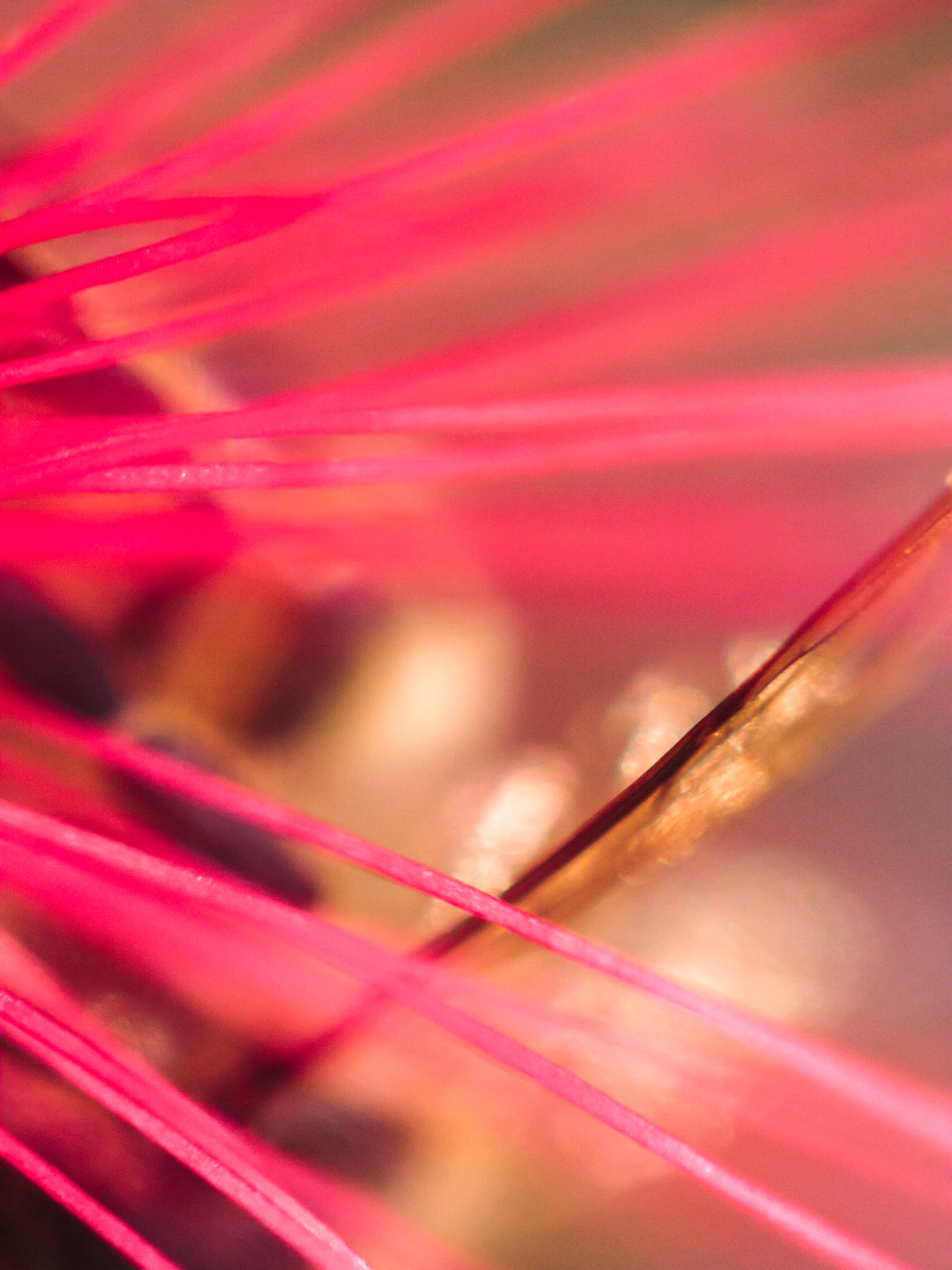 Fairy Duster (Calliandra eriophylla)