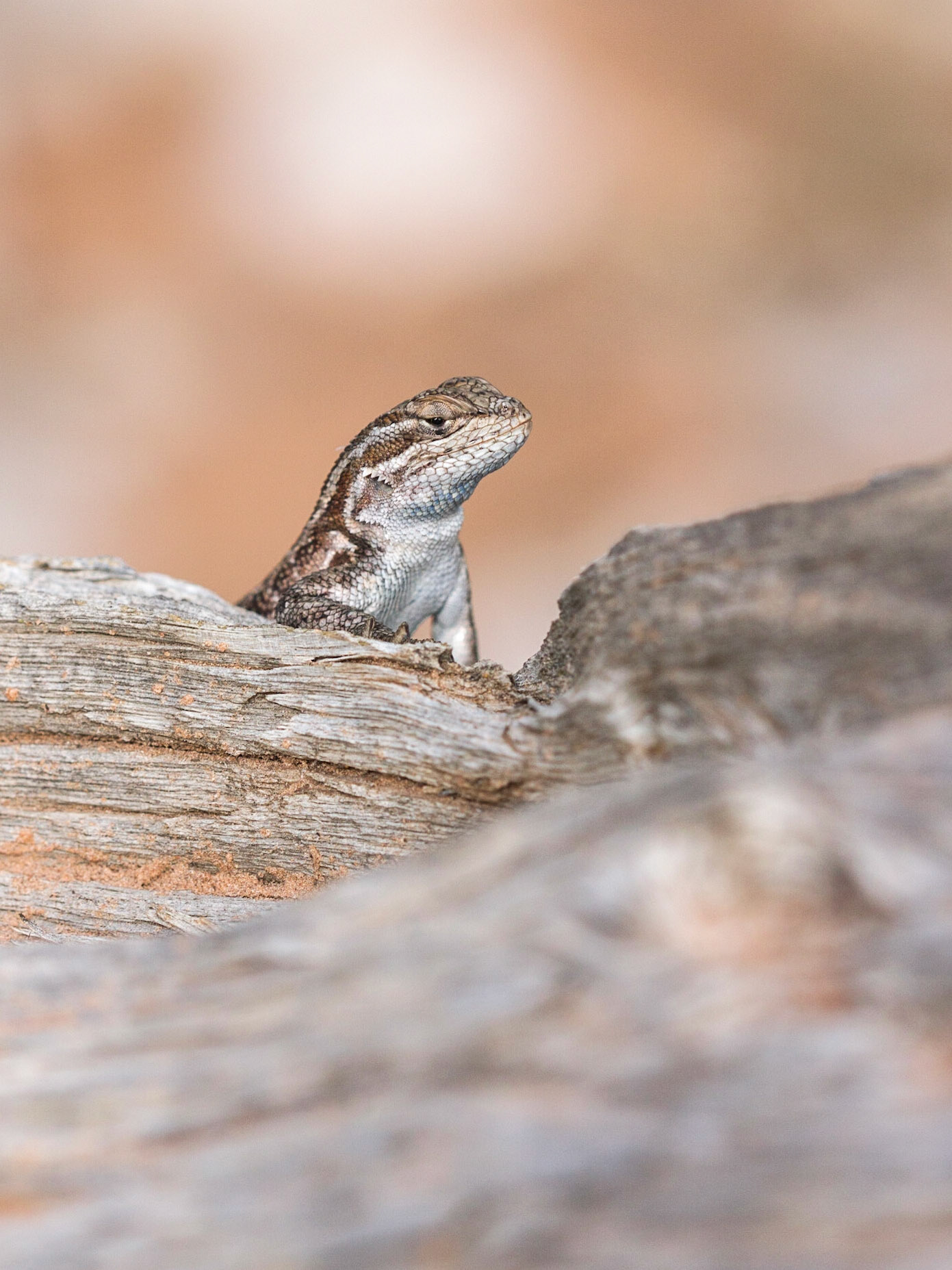 Common Sagebrush Lizard (Sceloporus graciosus)