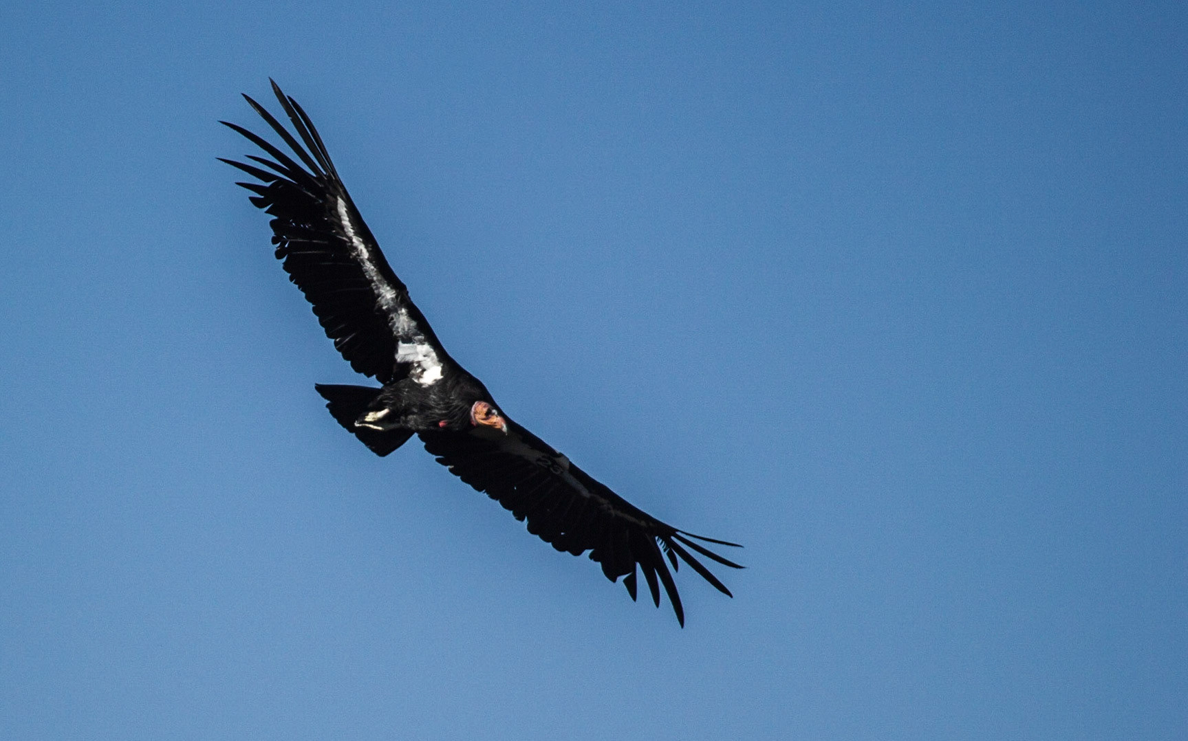 California Condor (Gymnogyps californianus)