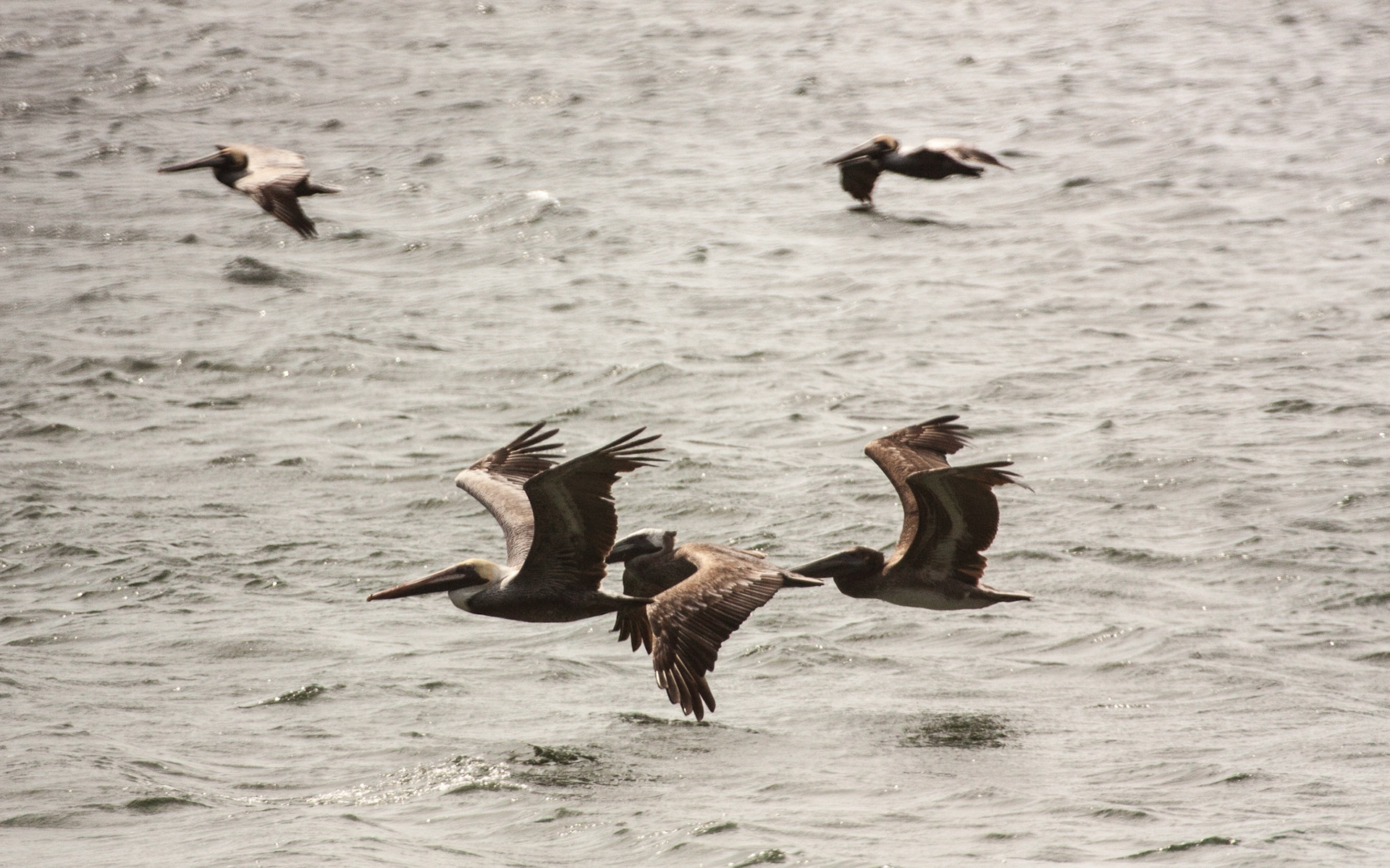 Brown Pelican (Pelecanus occidentalis)