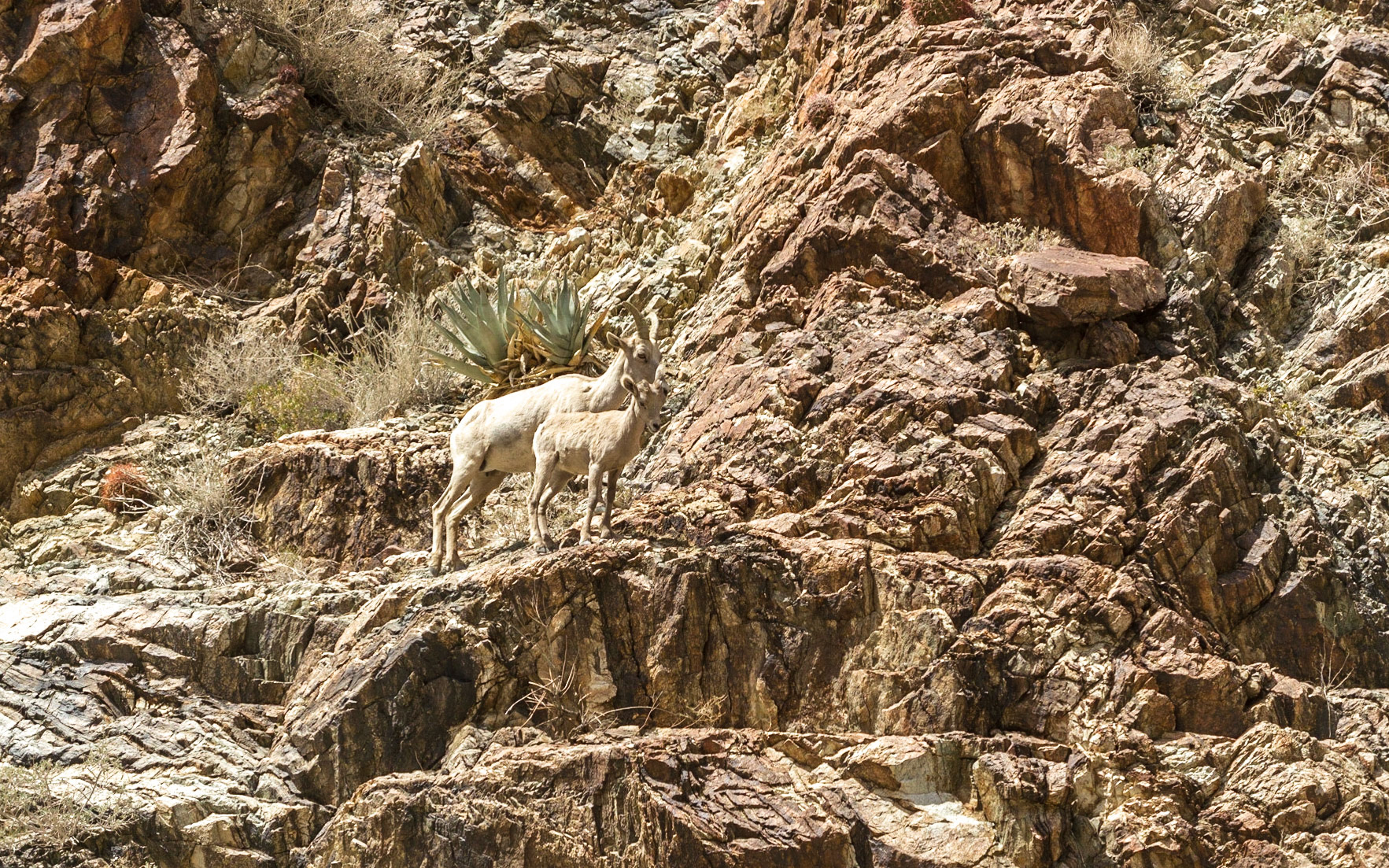 Bighorn Sheep (Ovis canadensis)