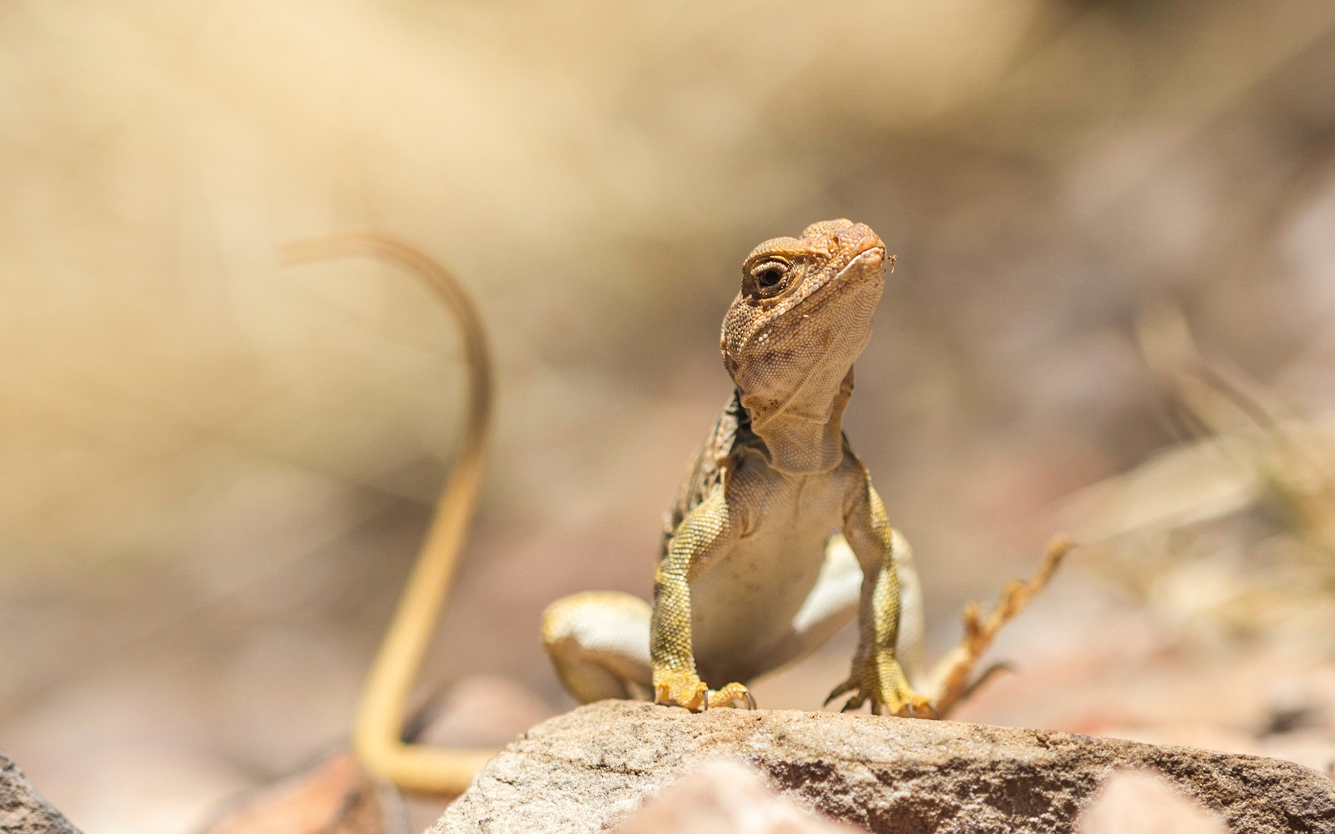 Great Basin Collared Lizard (Crotaphytus bicinctores)