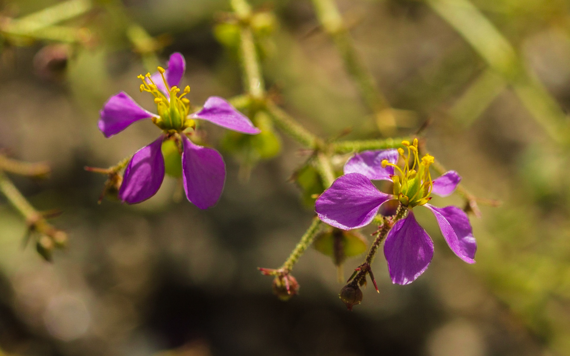 Sticky Fagonia (Fagonia pachyacantha)