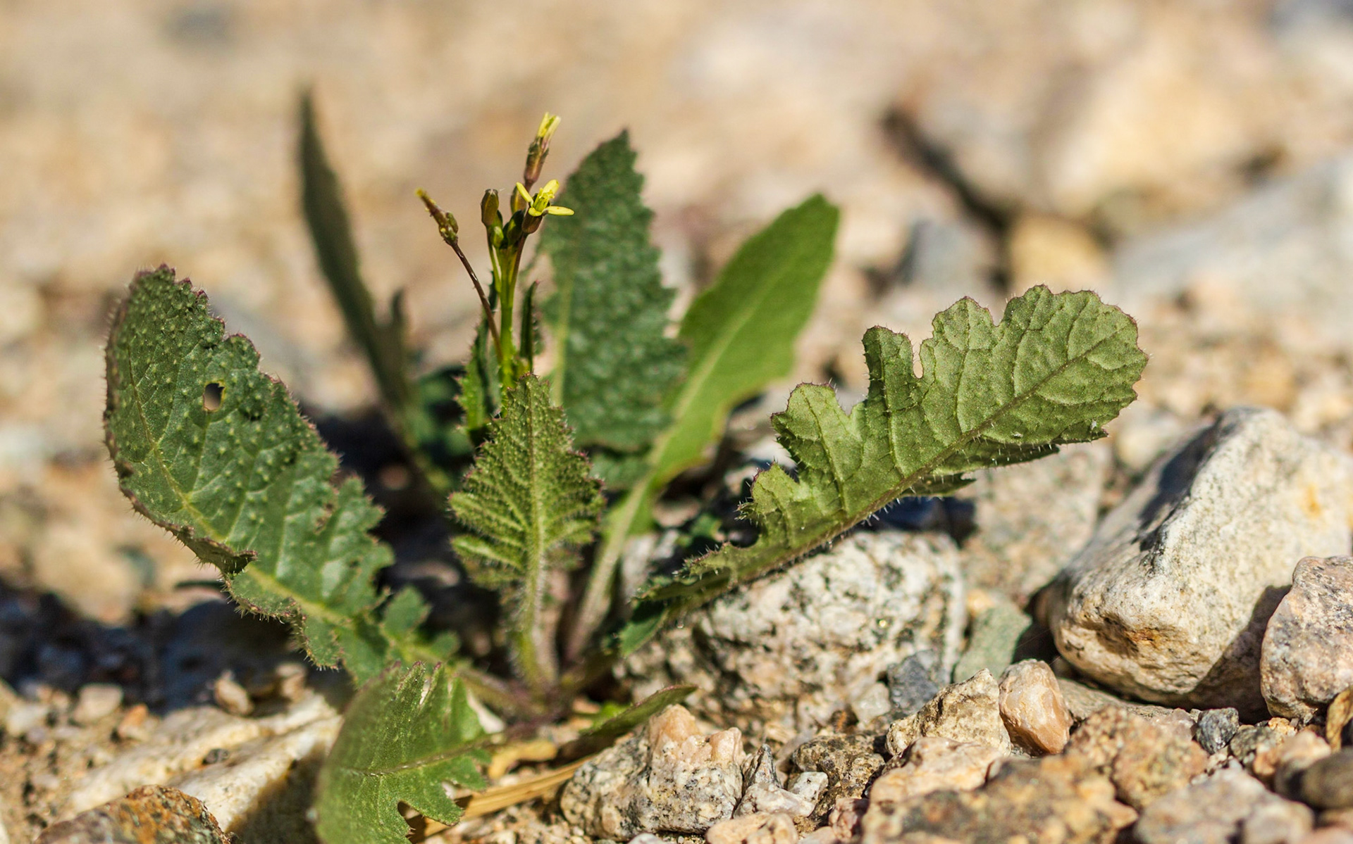 Saharan Mustard (Brassica tournefortii)