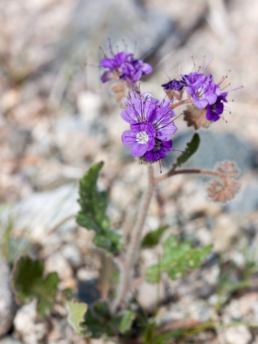 Notch-leaved Phacelia (Phacelia crenulata)