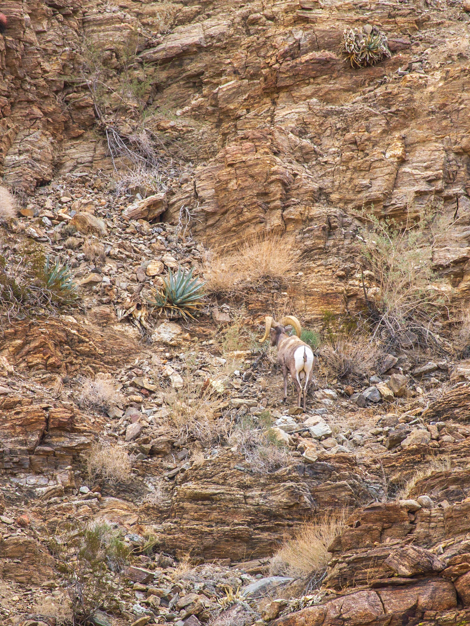 Bighorn Sheep (Ovis canadensis)