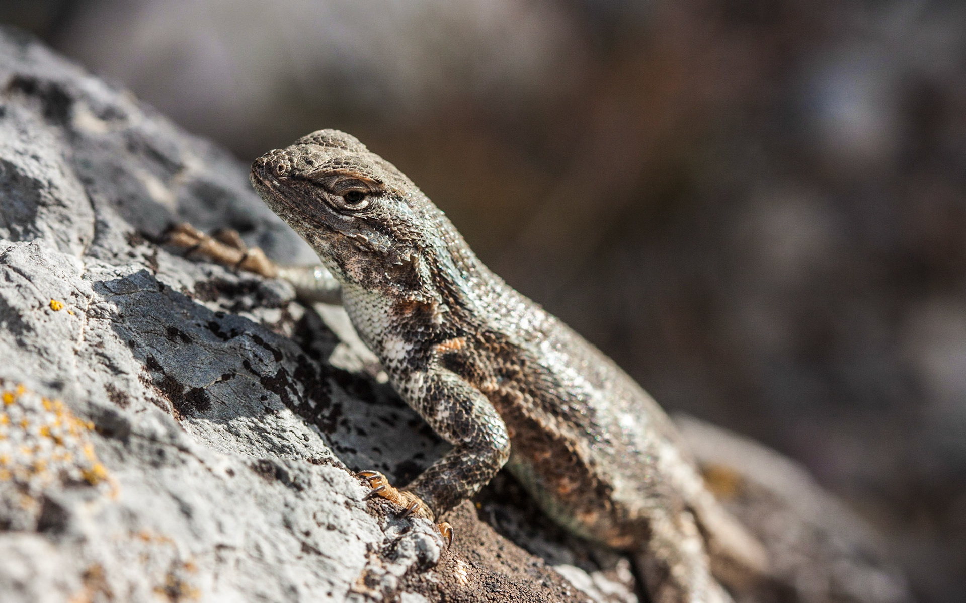 Common Sagebrush Lizard (Sceloporus graciosus)