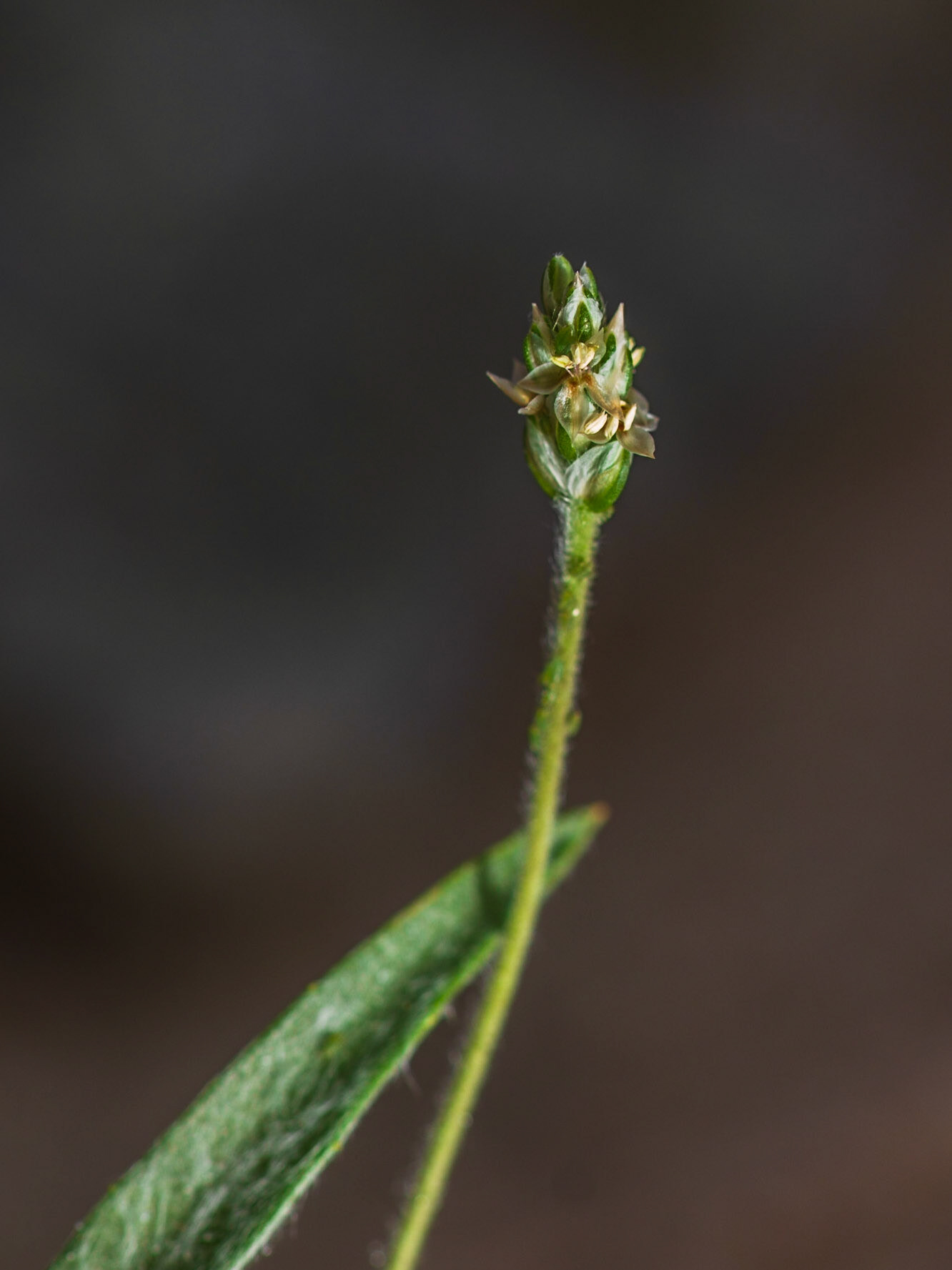 Woolly Plantain (Plantago insularis)