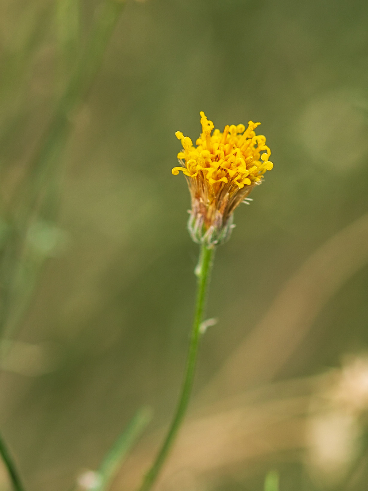 Sweetbush (Bebbia juncea)