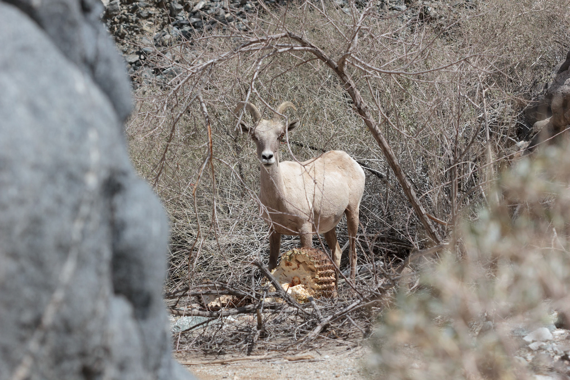 Bighorn Sheep (Ovis canadensis)