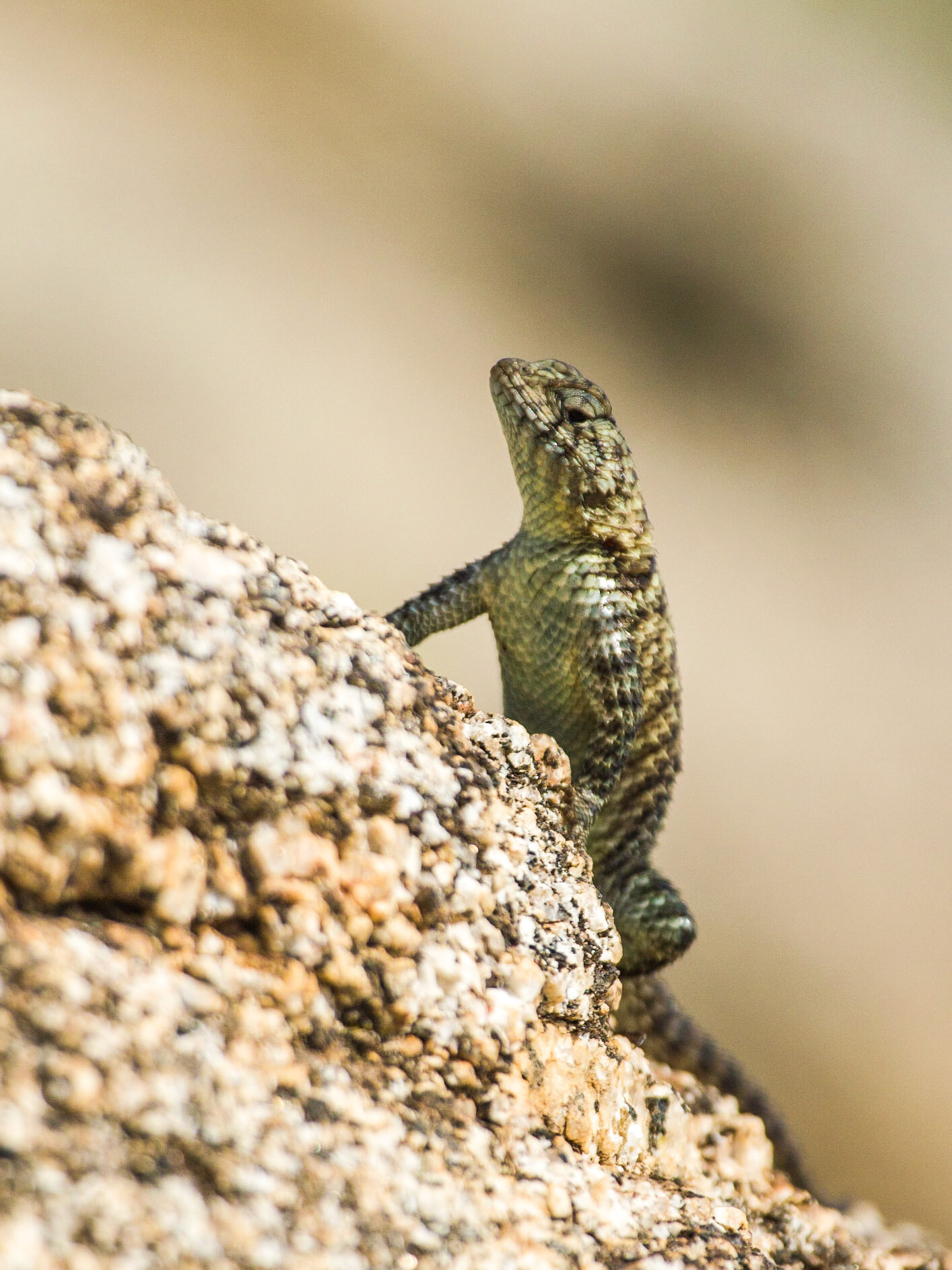 Granite Spiny Lizard (Sceloporus orcutti)