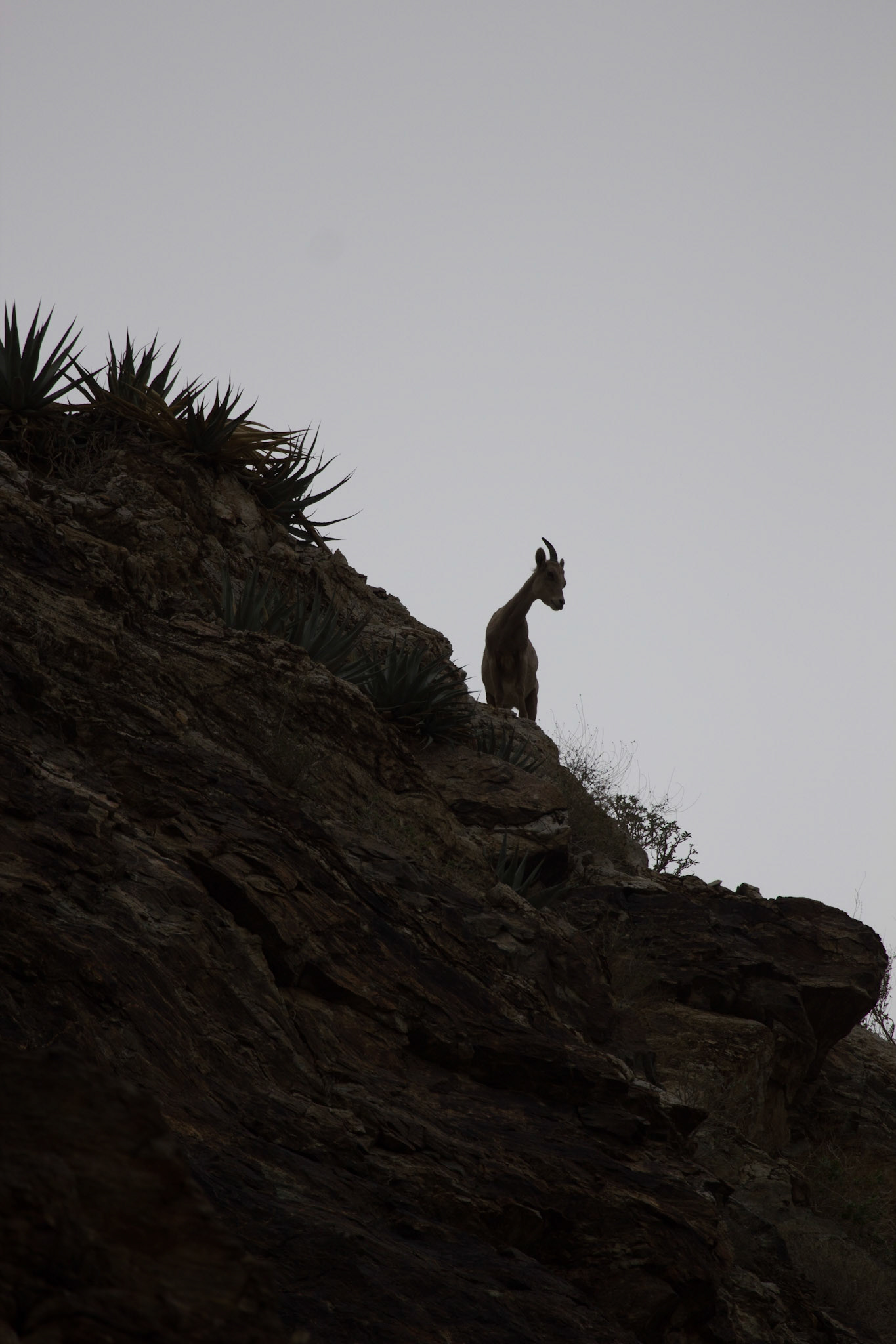 Bighorn Sheep (Ovis canadensis)