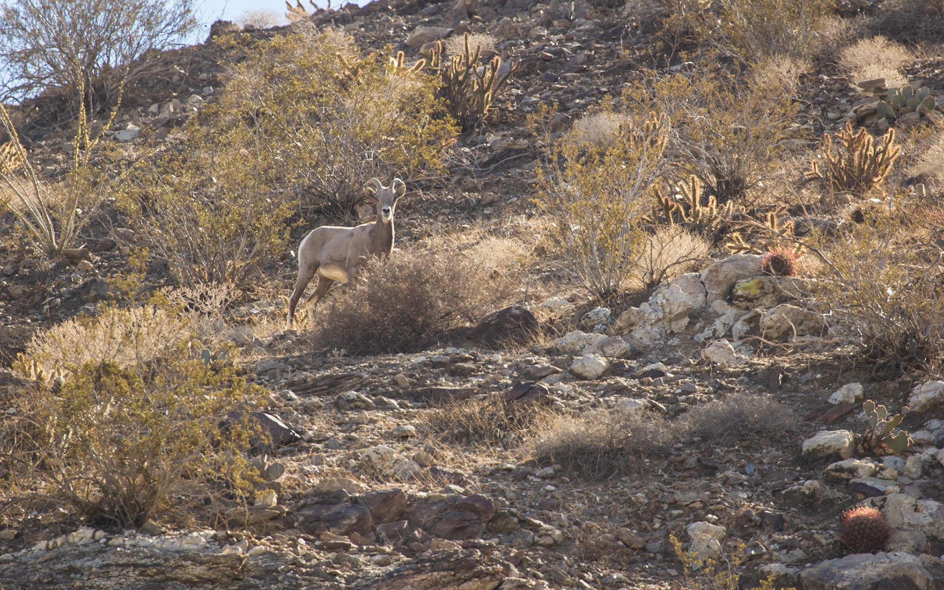 Bighorn Sheep (Ovis canadensis)