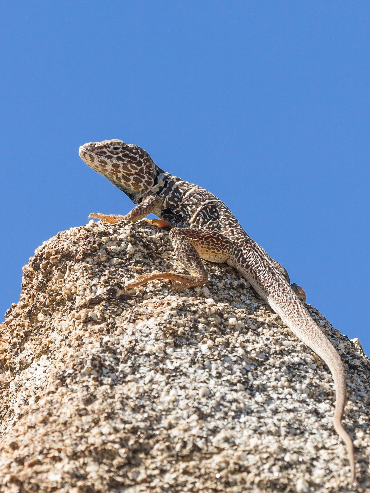 Baja California Collared Lizard (Crotaphytus vestigium)