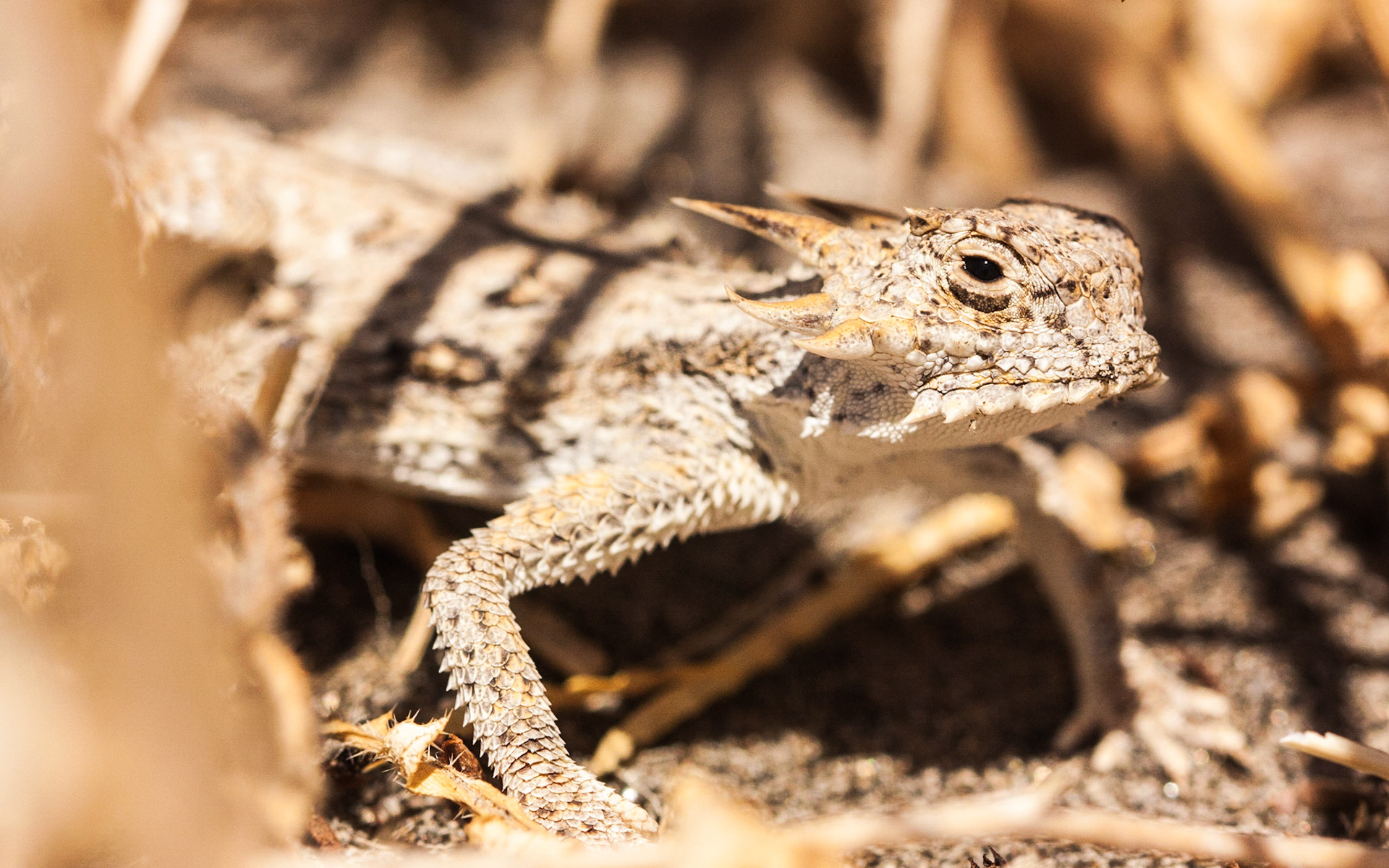 Flat-tail Horned Lizard (Phrynosoma mcallii)