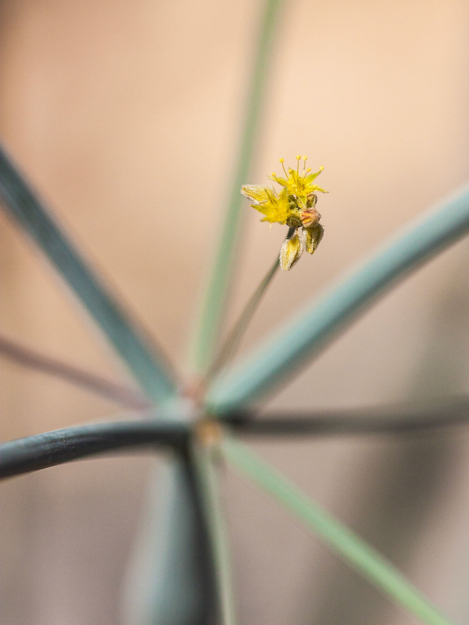 Desert Trumpet (Eriogonum inflatum)