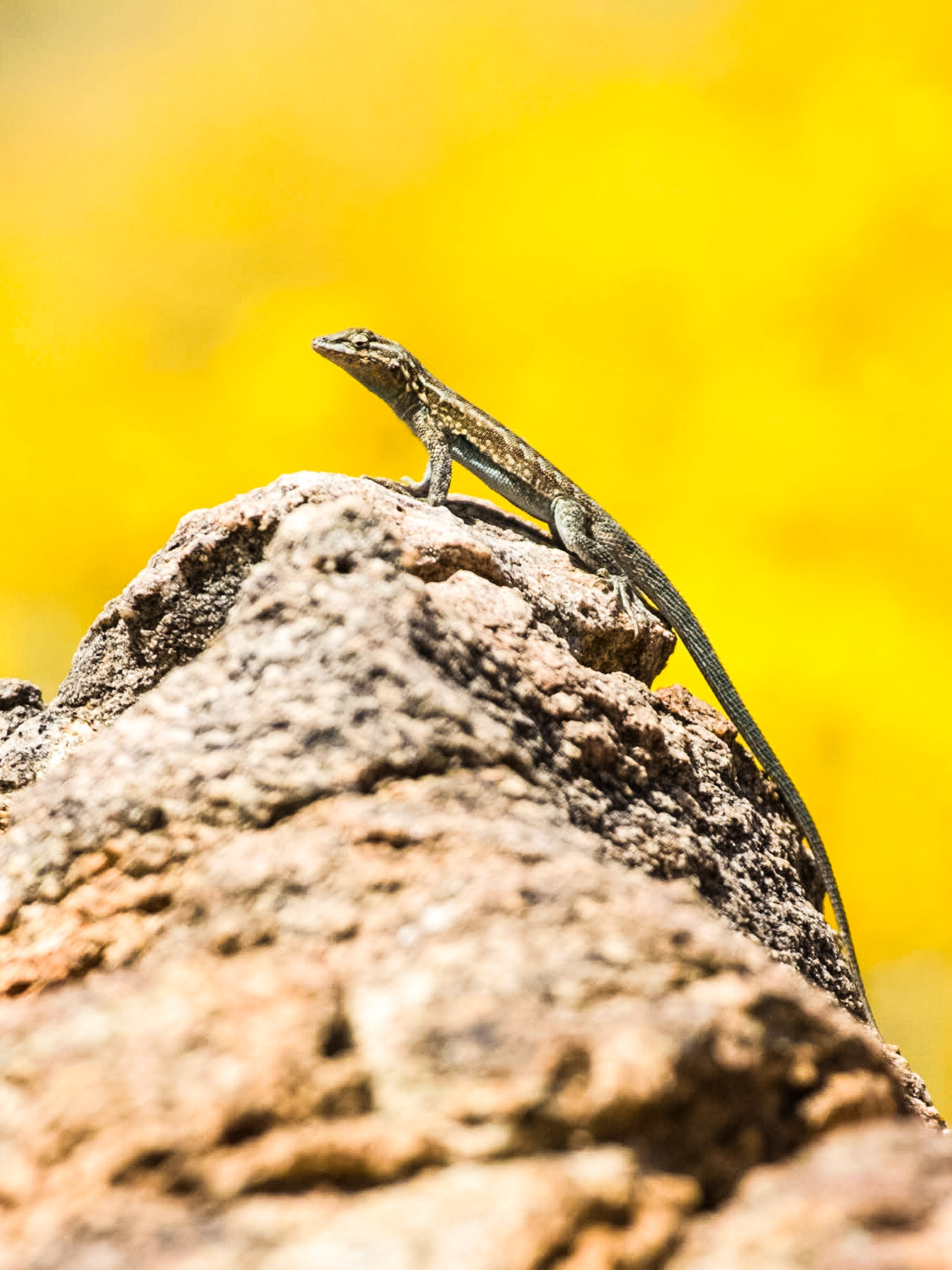 Common Side-blotched Lizard (Uta stansburiana), Brittlebush (Encelia farinosa)