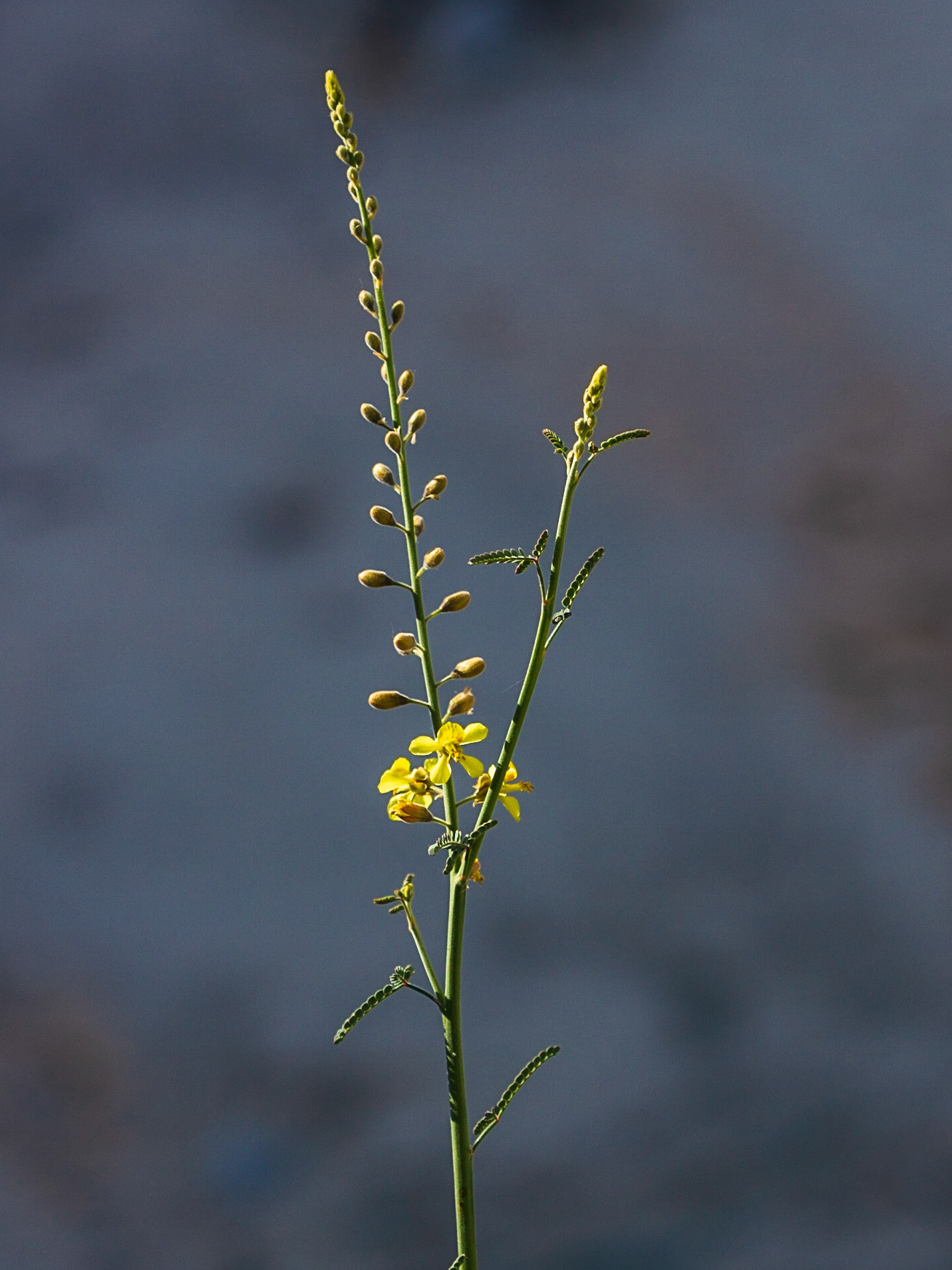 Wand Holdback (Hoffmannseggia microphylla)