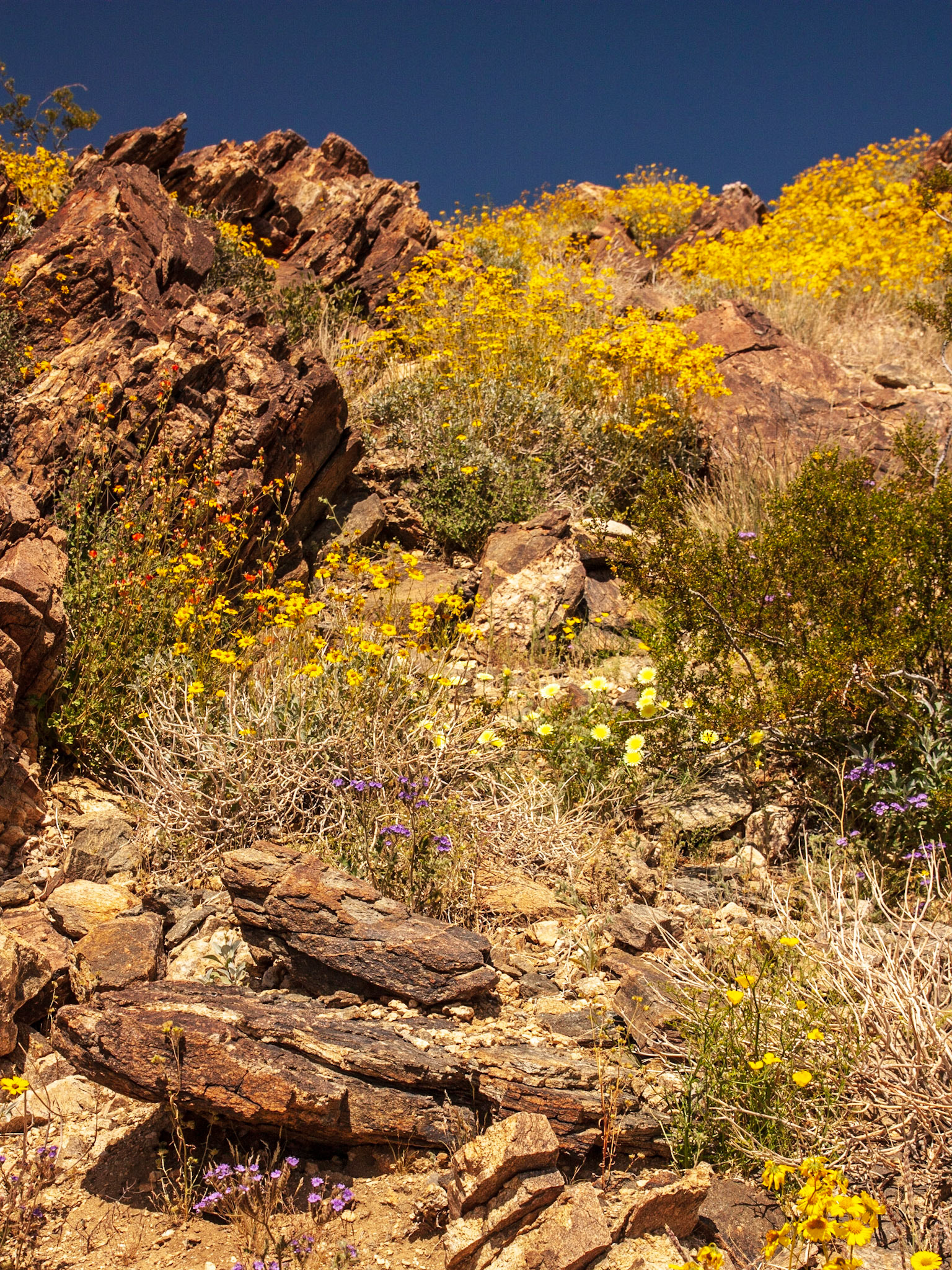 Creosote Bush (Larrea tridentata)