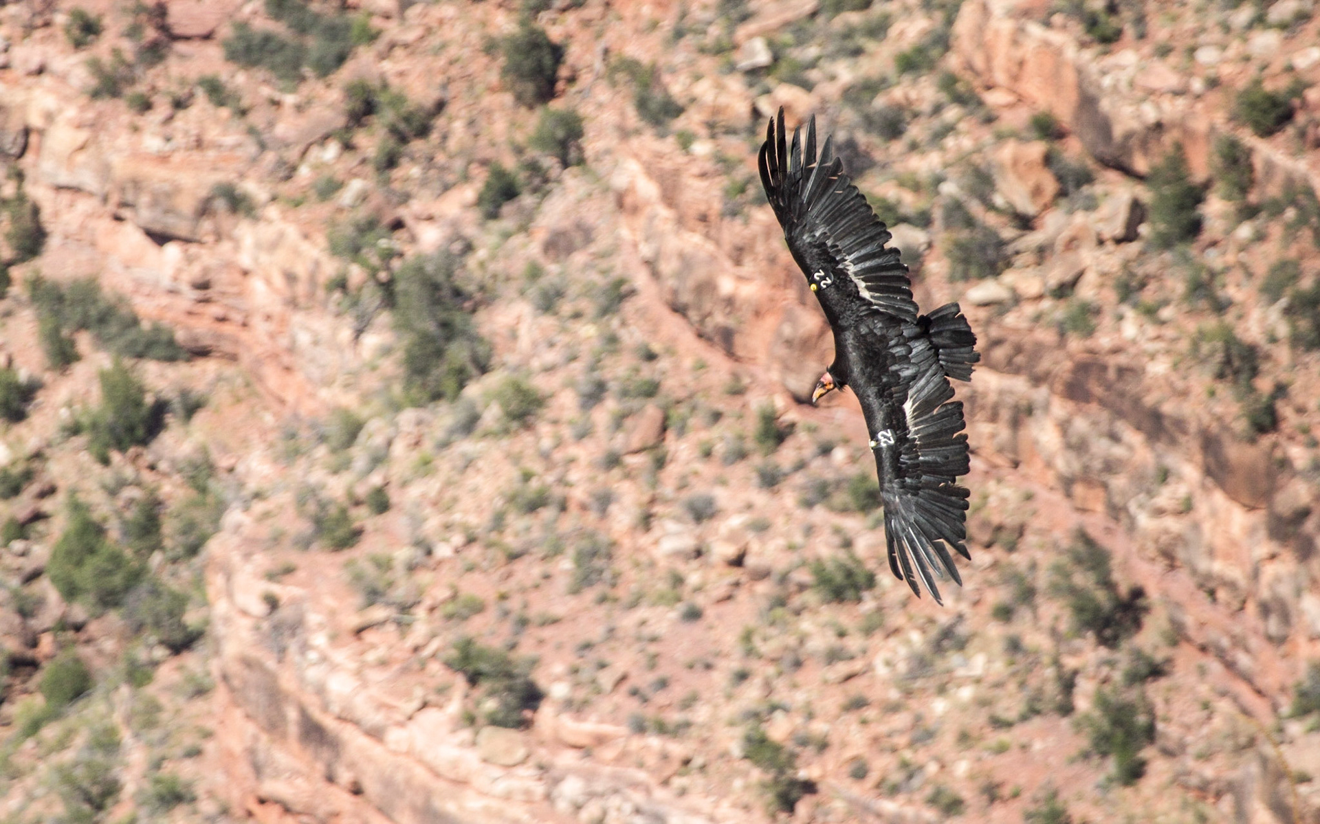 California Condor (Gymnogyps californianus)