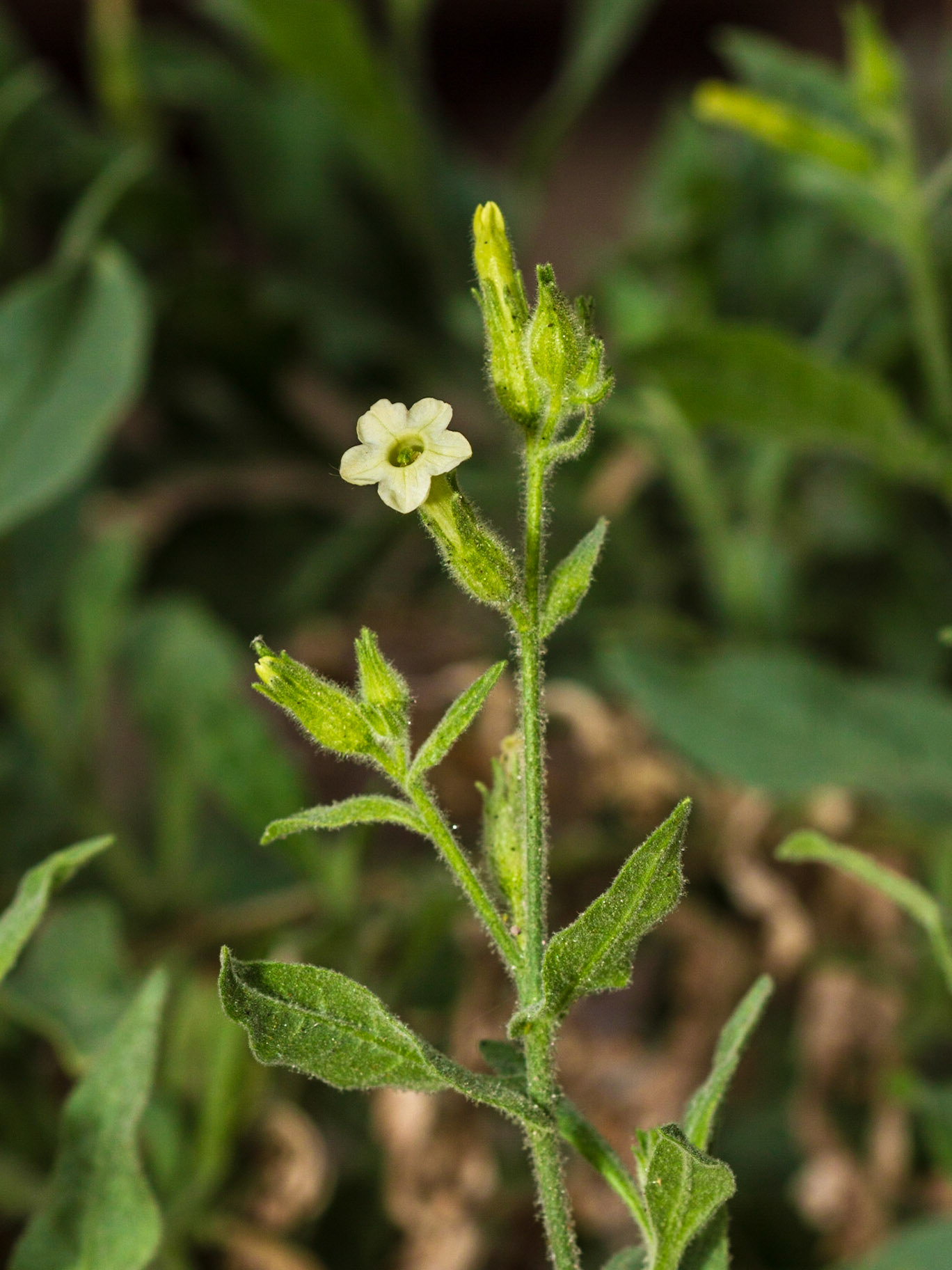 Desert Tobacco (Nicotiana obtusifolia)