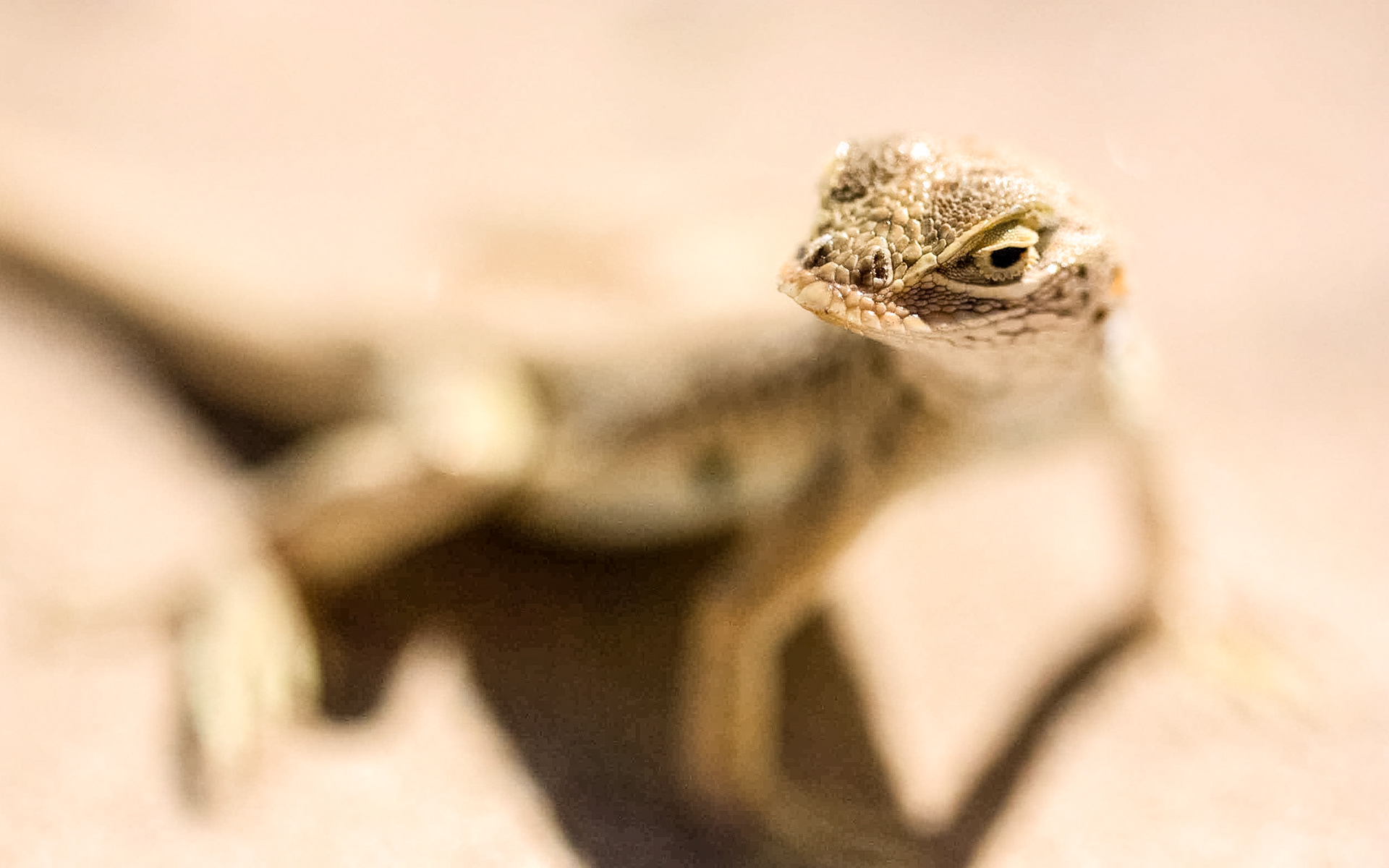 Mojave Fringe-toed Lizard (Uma scoparia)