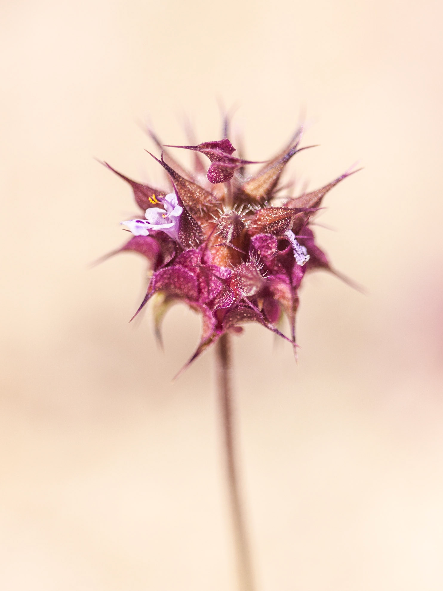 Chia (Salvia columbariae)