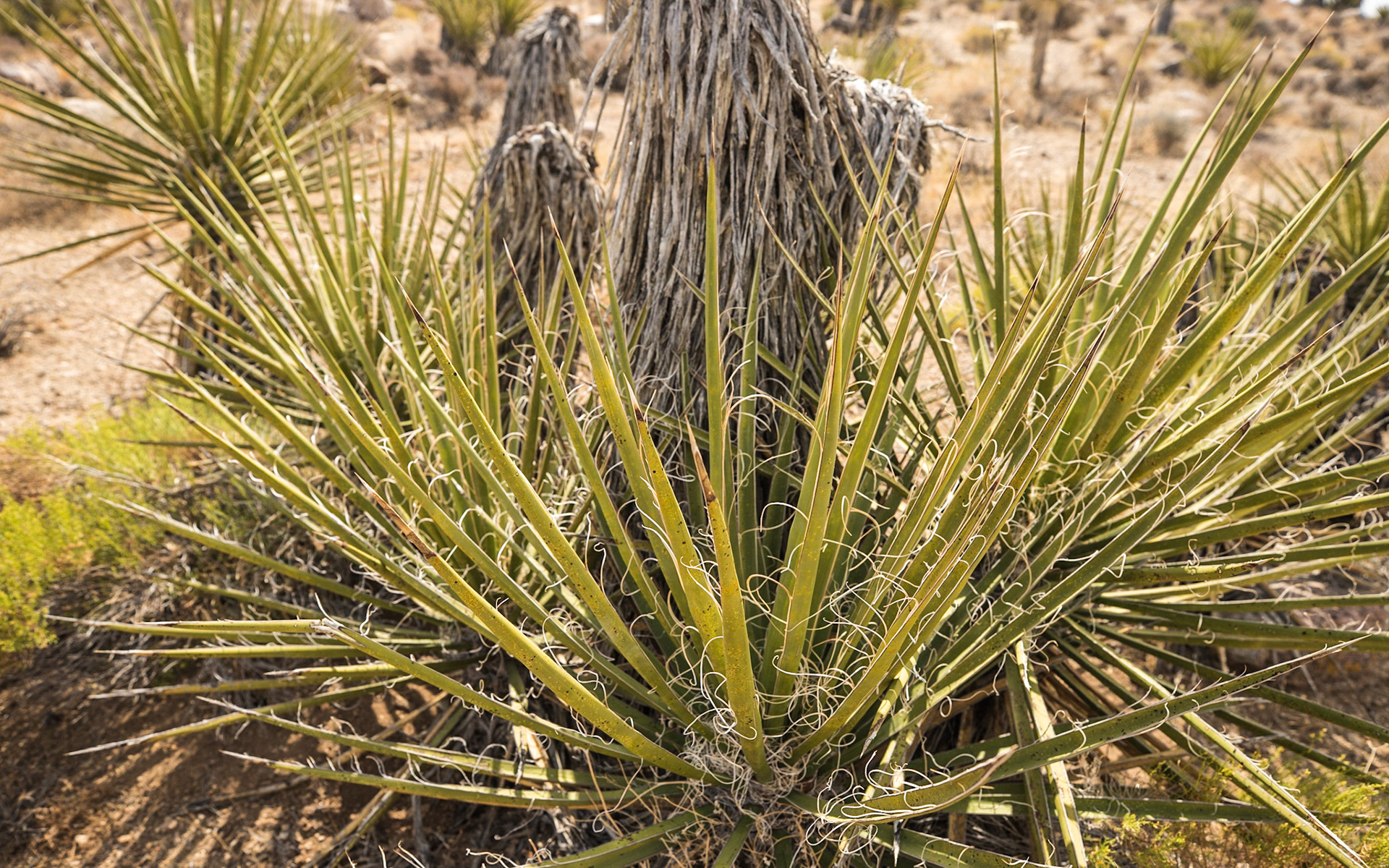 Mojave Yucca