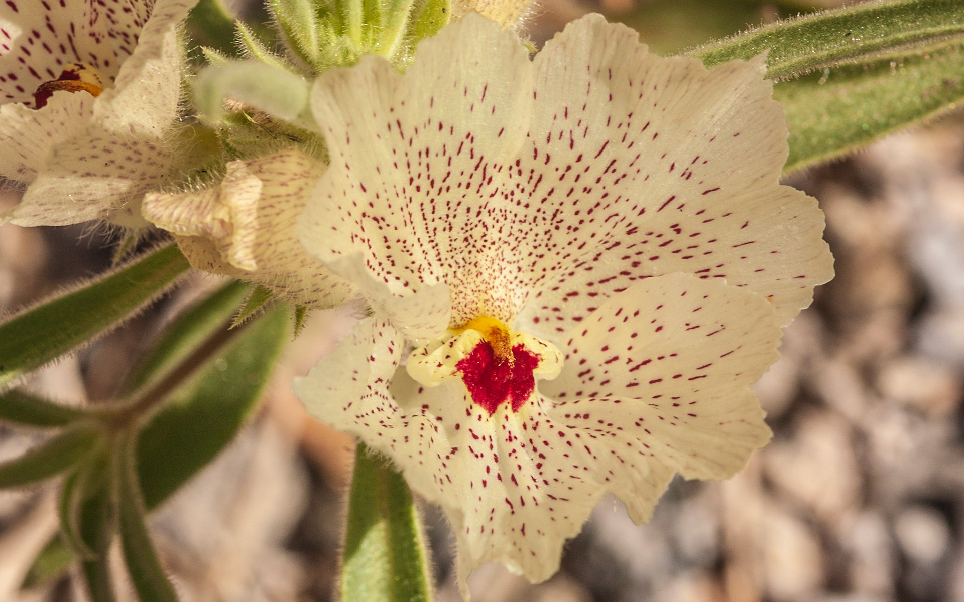 Ghost Flower (Mohavea confertiflora)