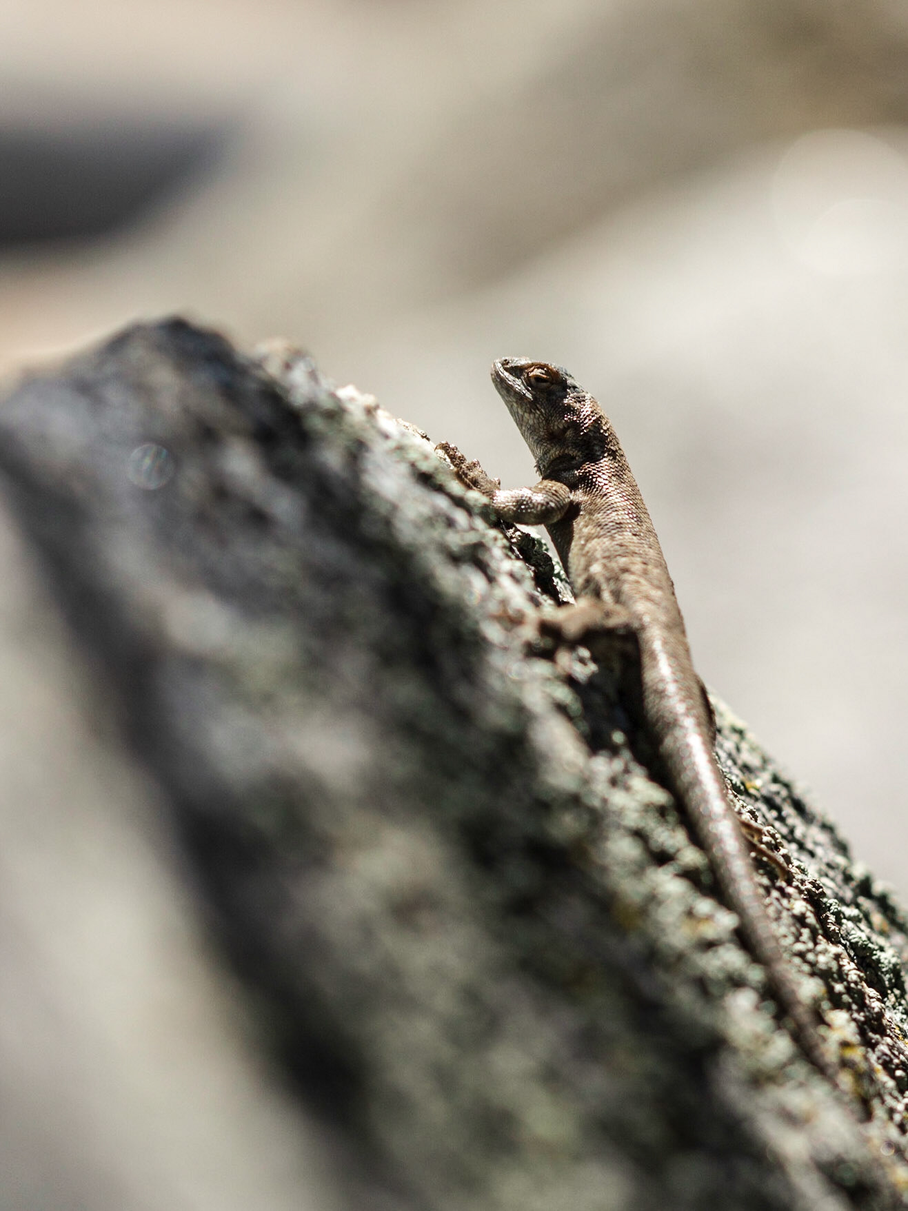 Common Sagebrush Lizard (Sceloporus graciosus)