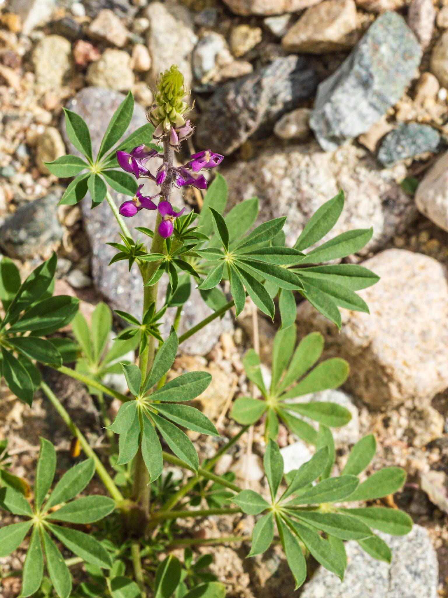 Arizona Lupine (Lupinus arizonicus)
